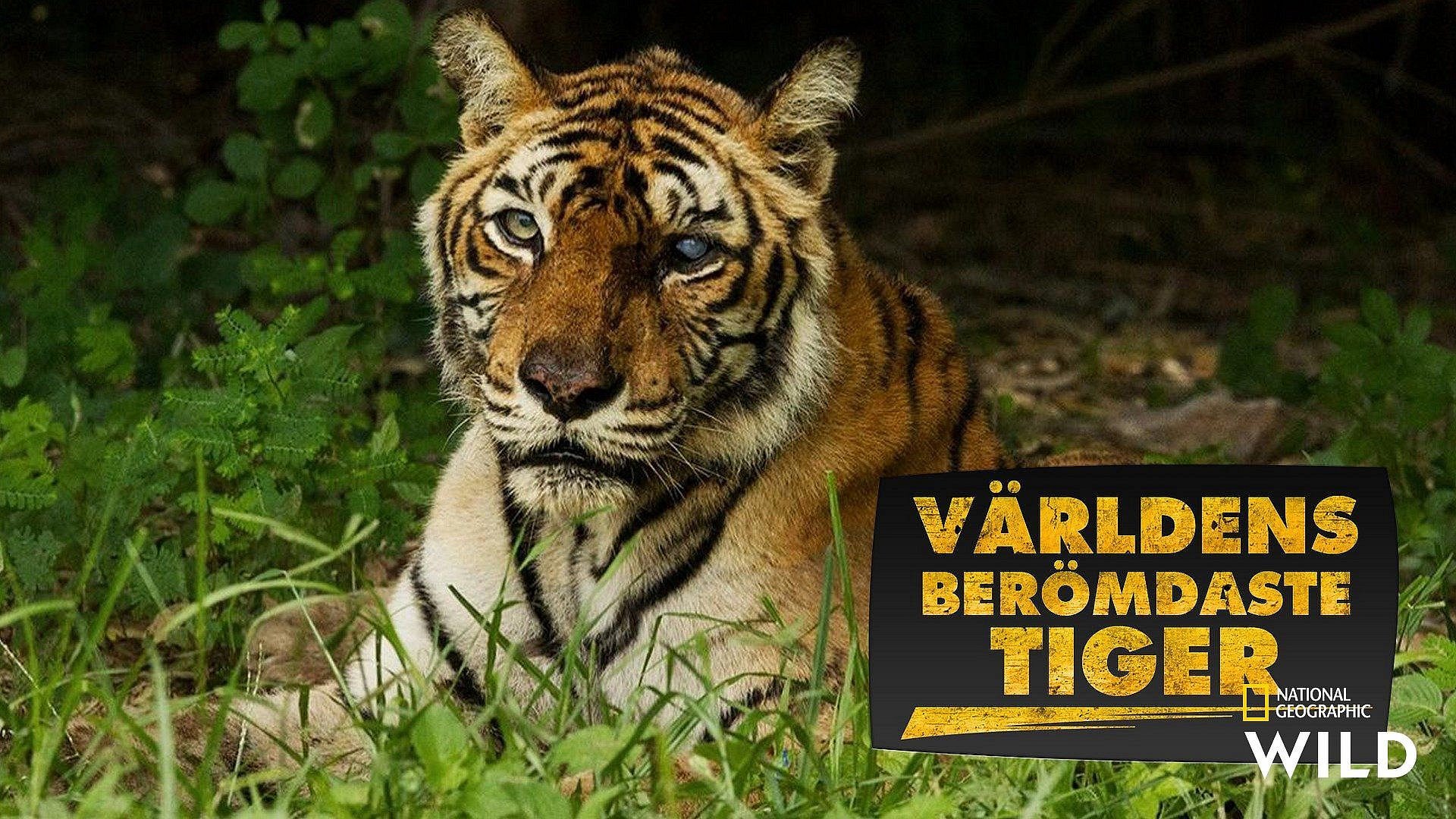 Världens berömdaste tiger