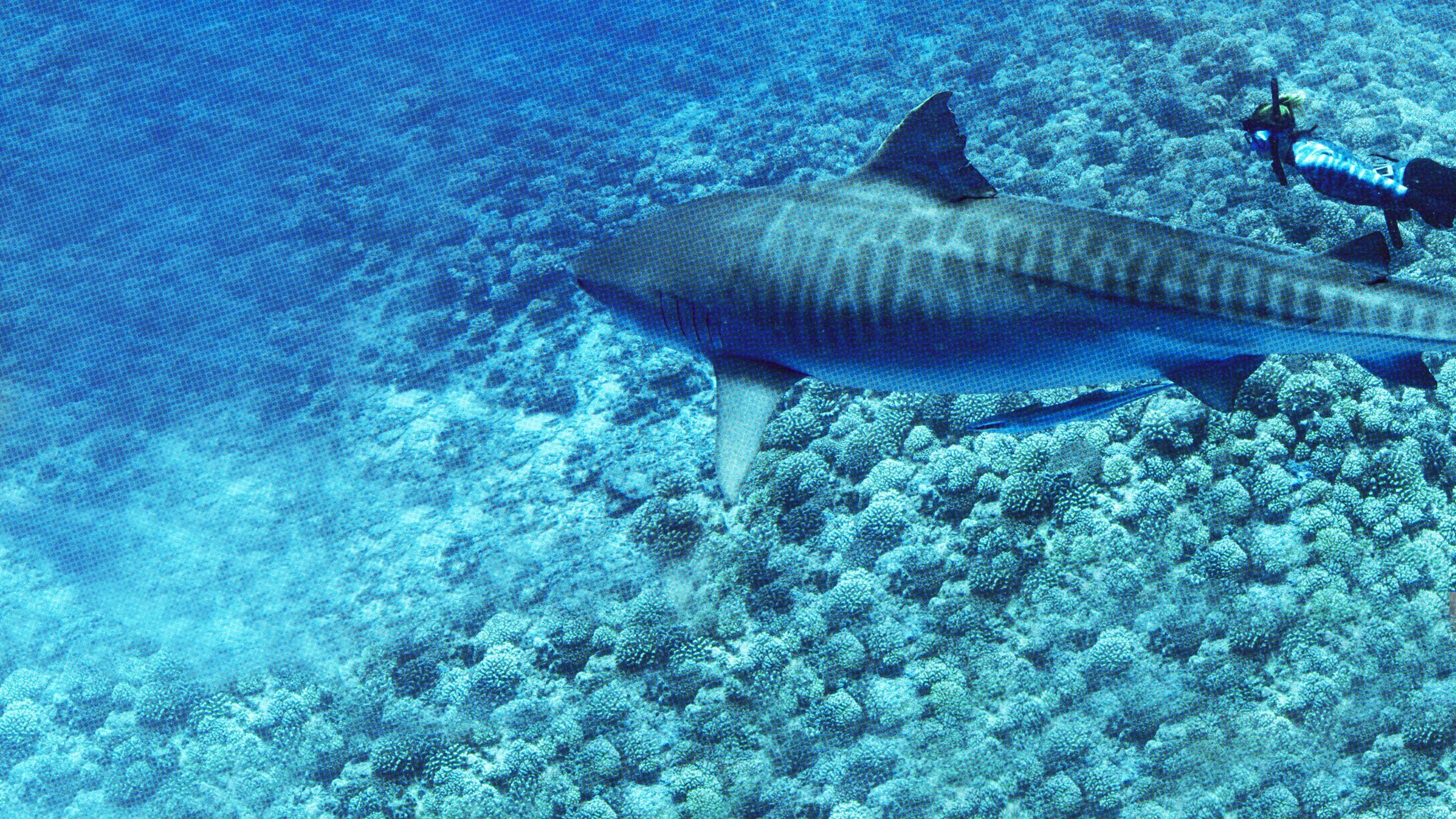 World's Biggest Tiger Shark?