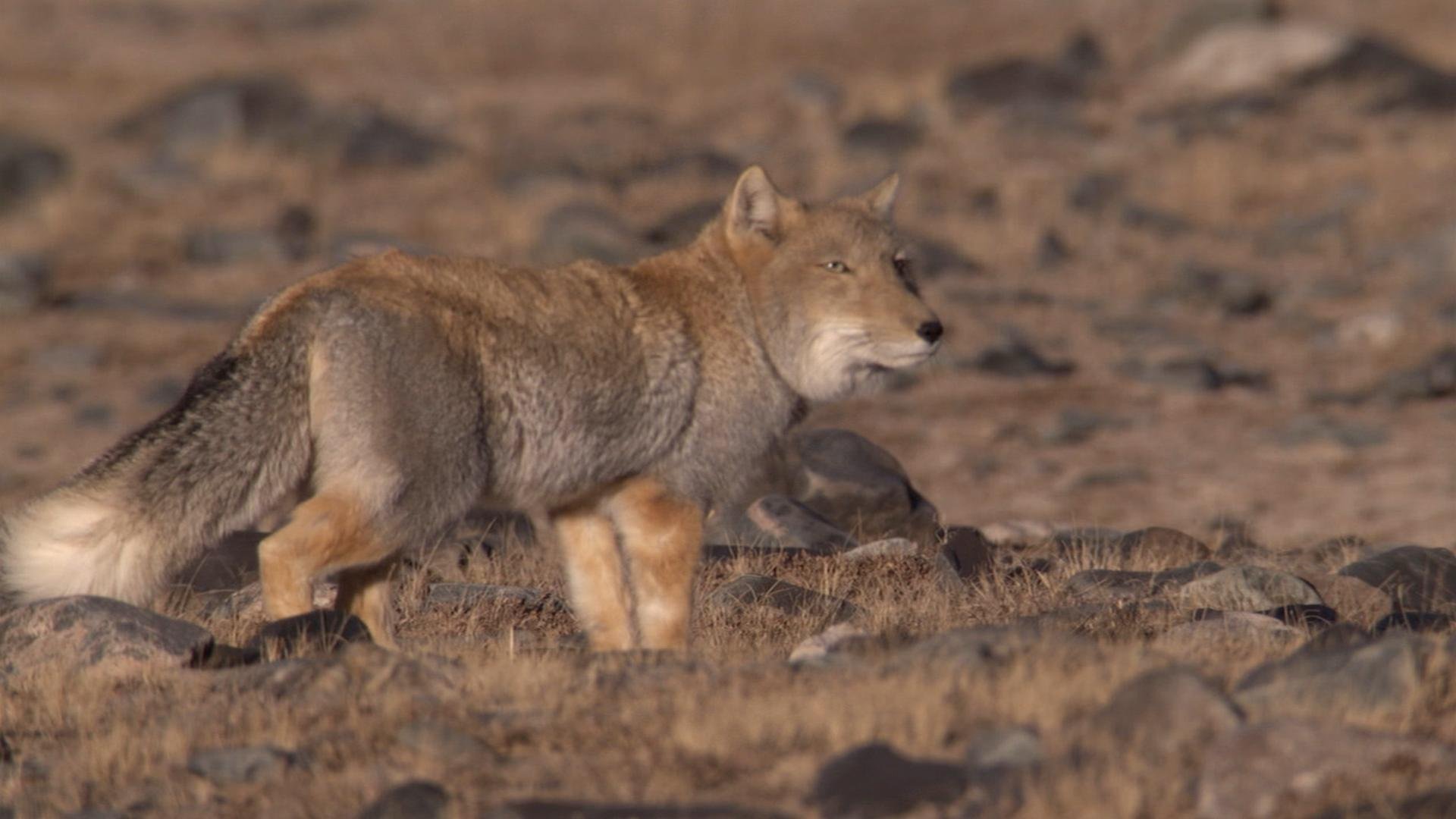 2. Smygande mördare