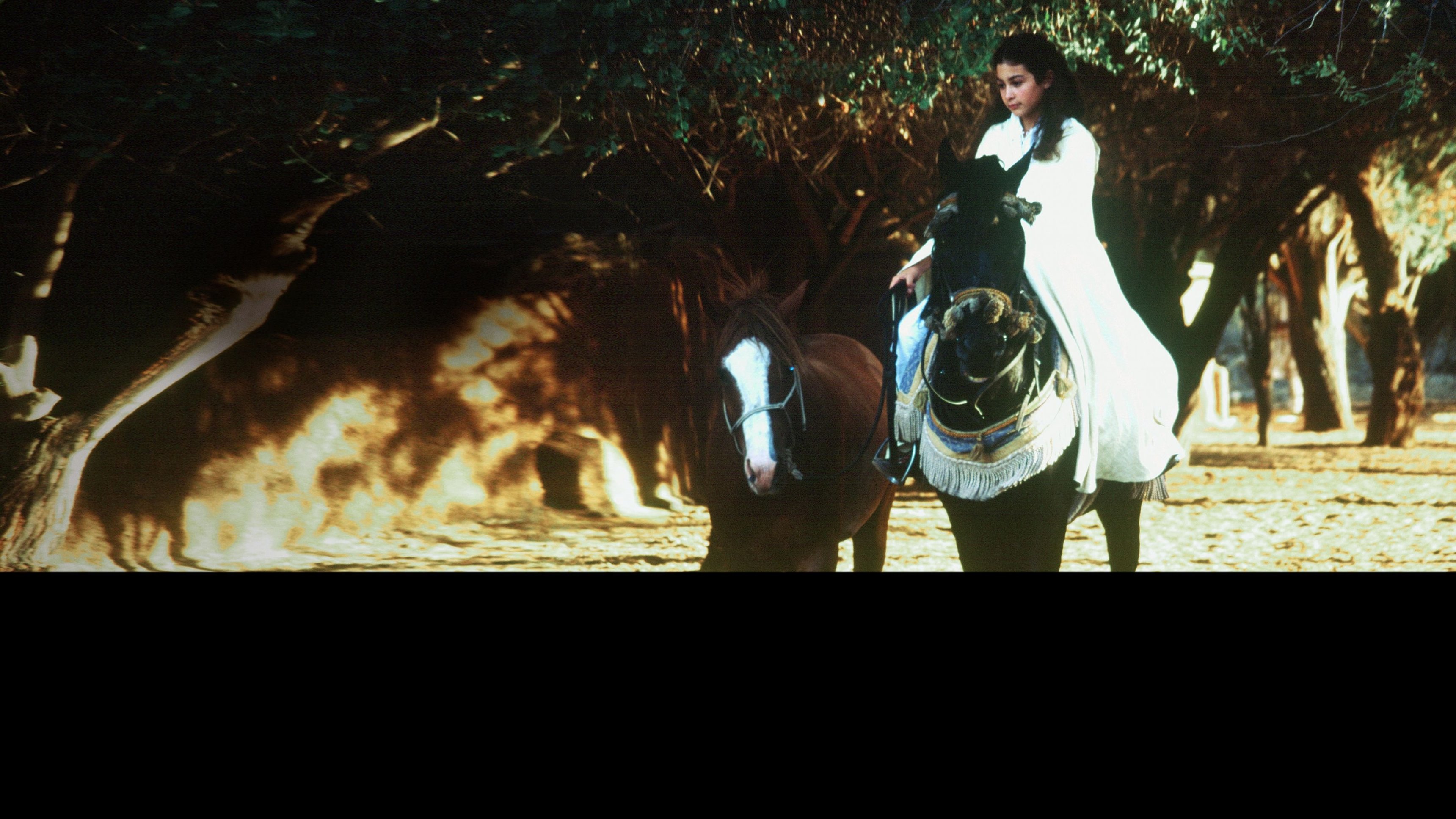 The Young Black Stallion