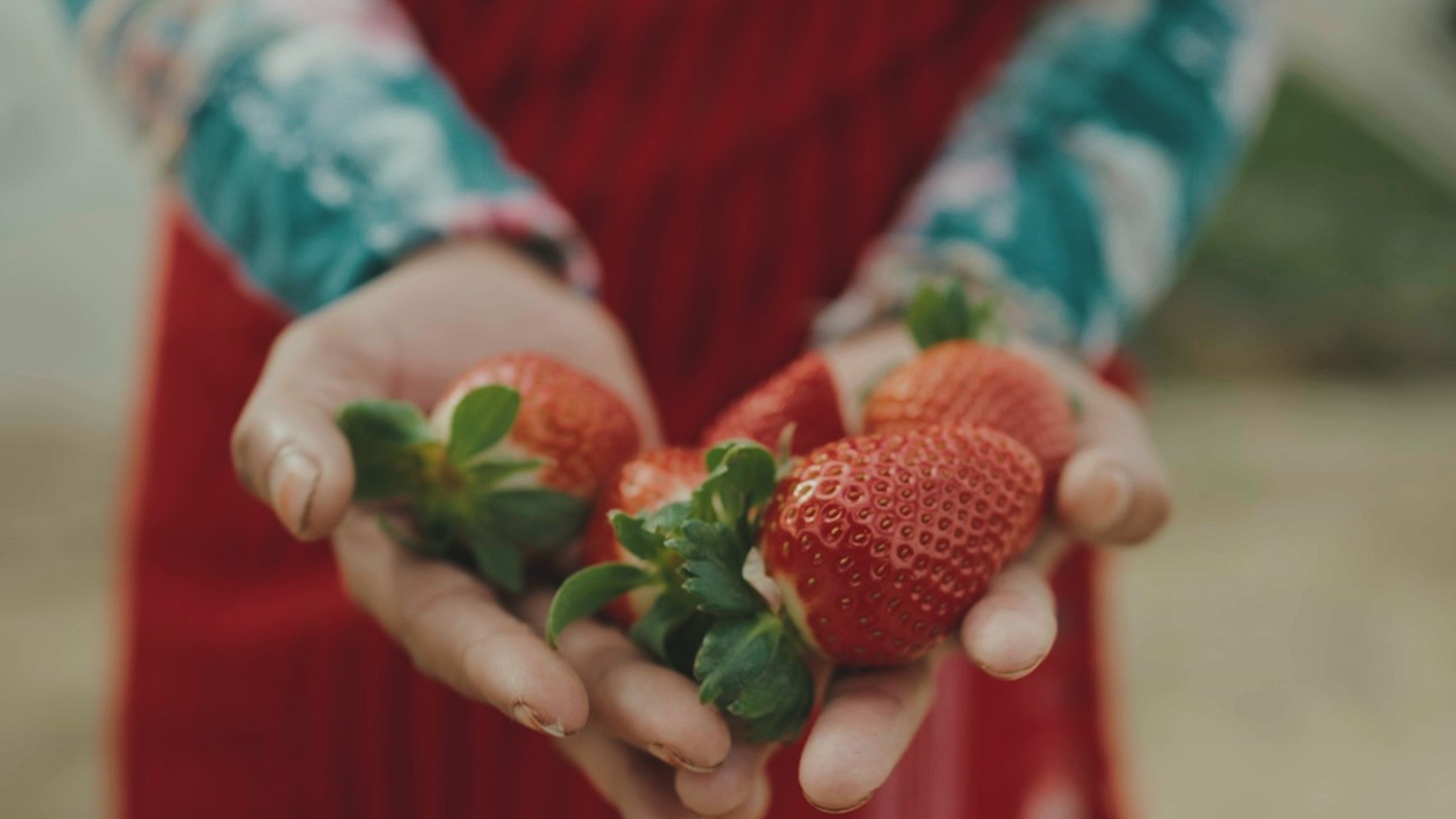 Europas utnyttjade fruktplockare