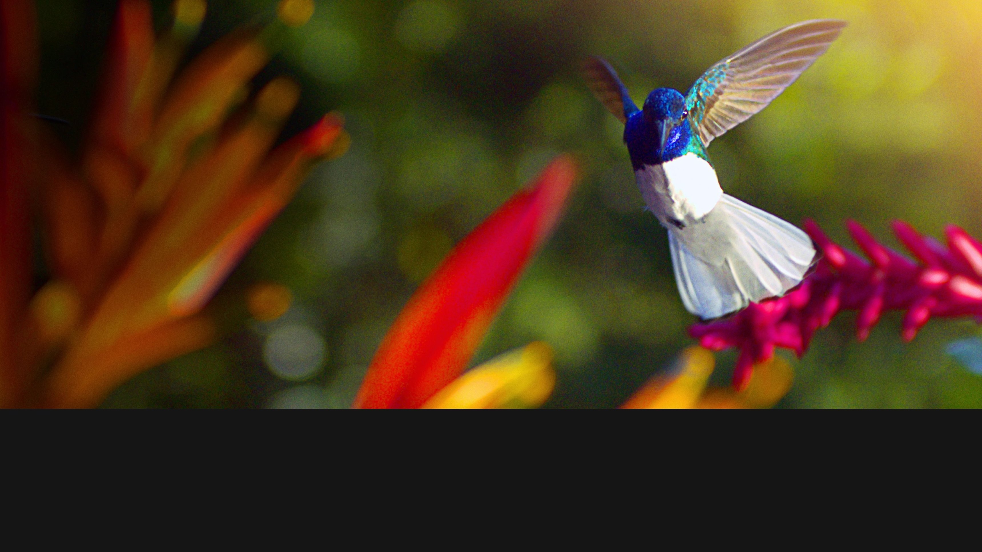 Disneynature Wings of Life