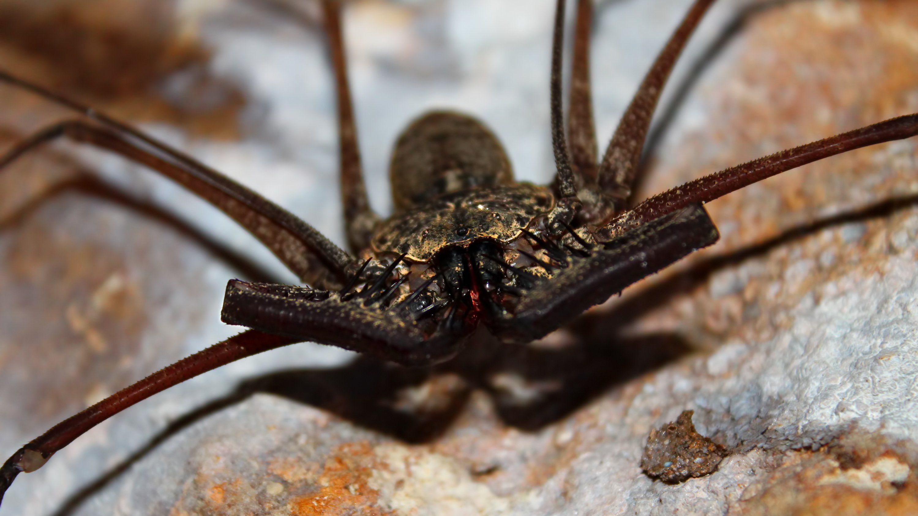 3. Eight-Legged Nightmare