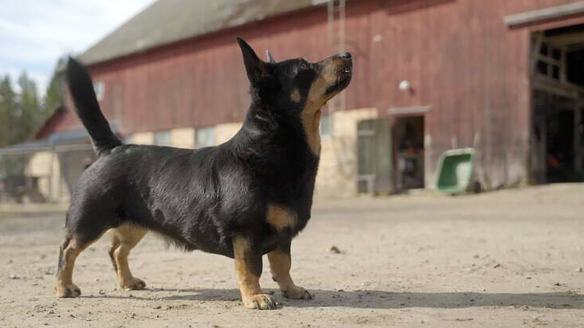 4. Lancashire heeler