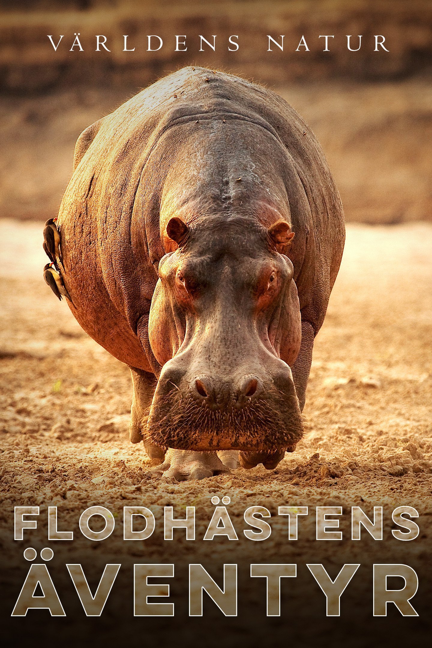 Världens natur: Flodhästens äventyr