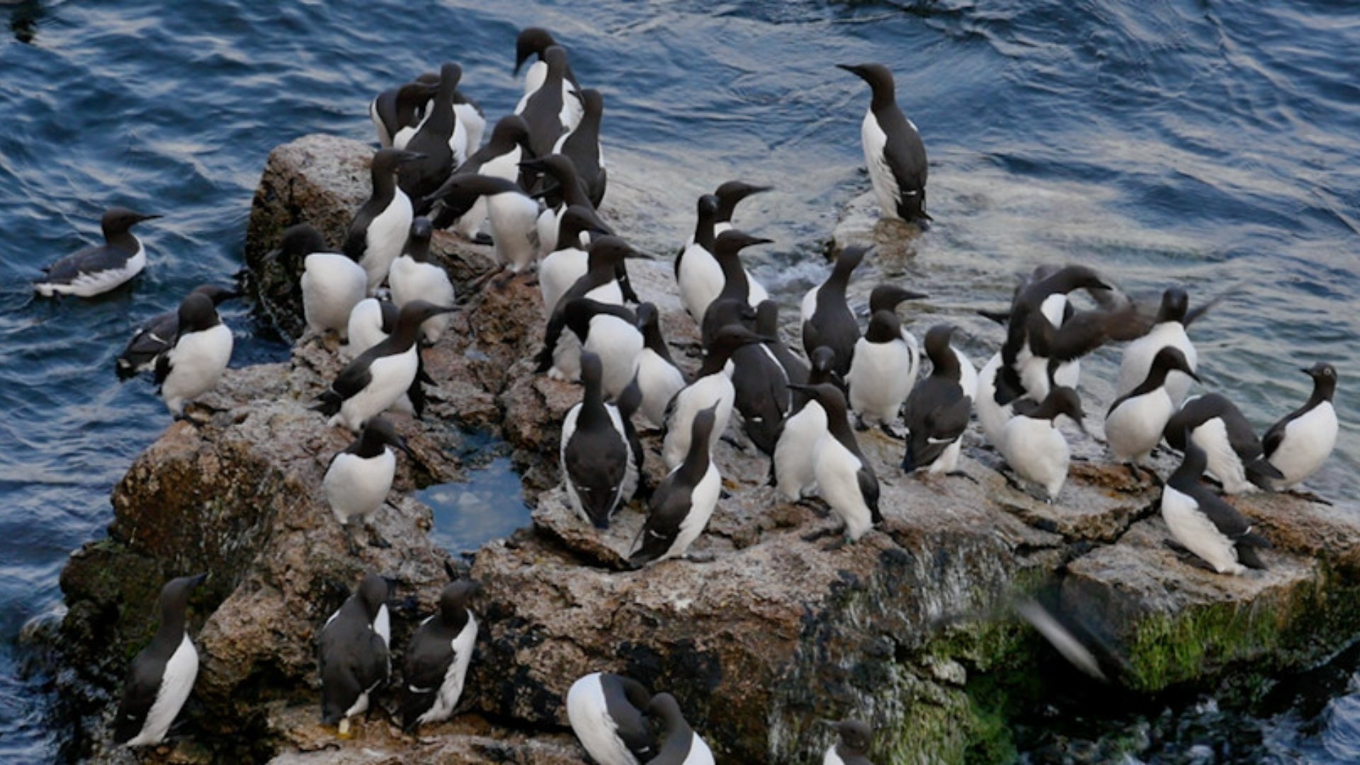 Fem öar i Östersjön