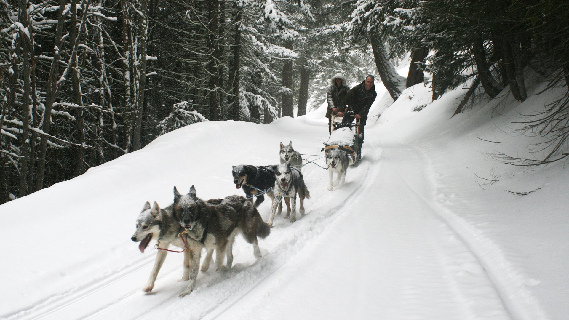 2. Part 2: Heartache in the Pack