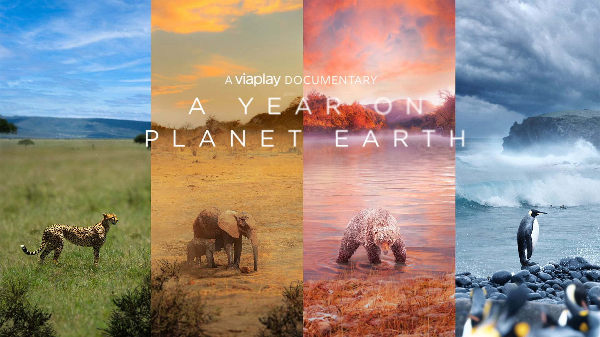 Ett år på planeten jorden