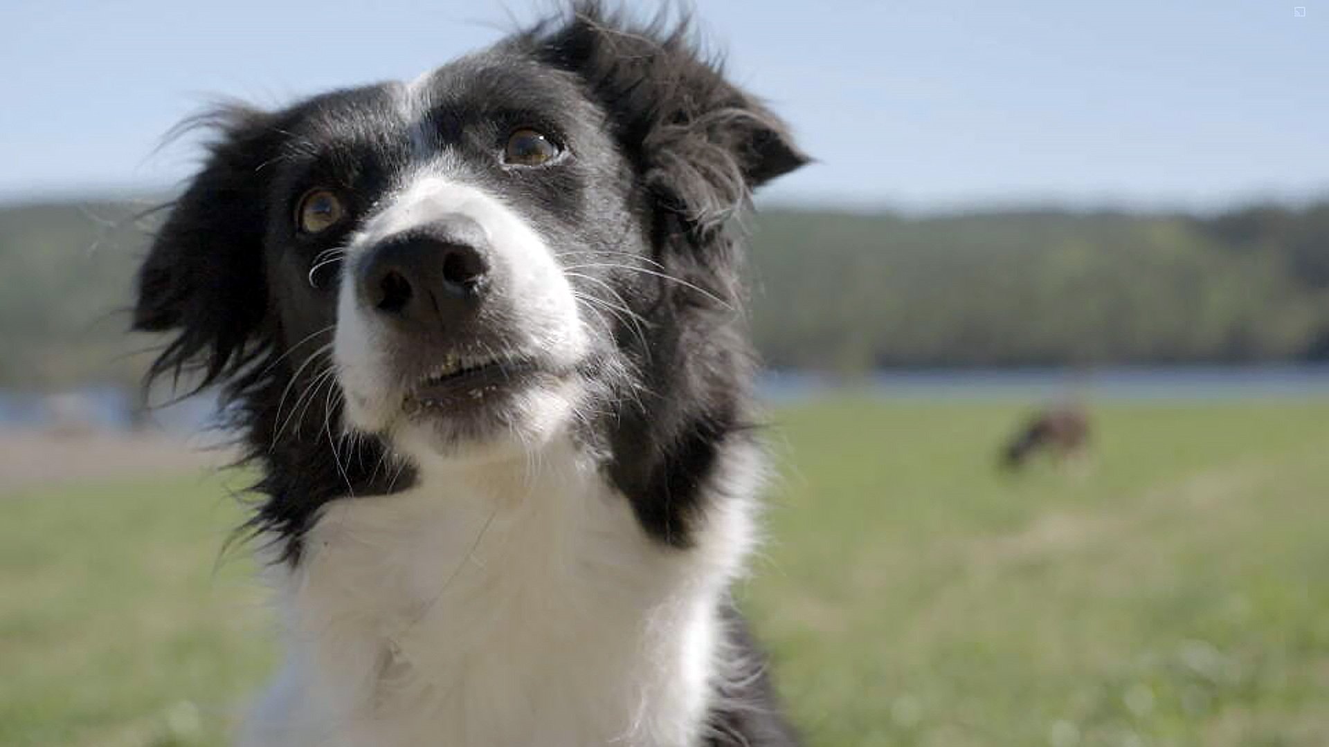 2. Border collie