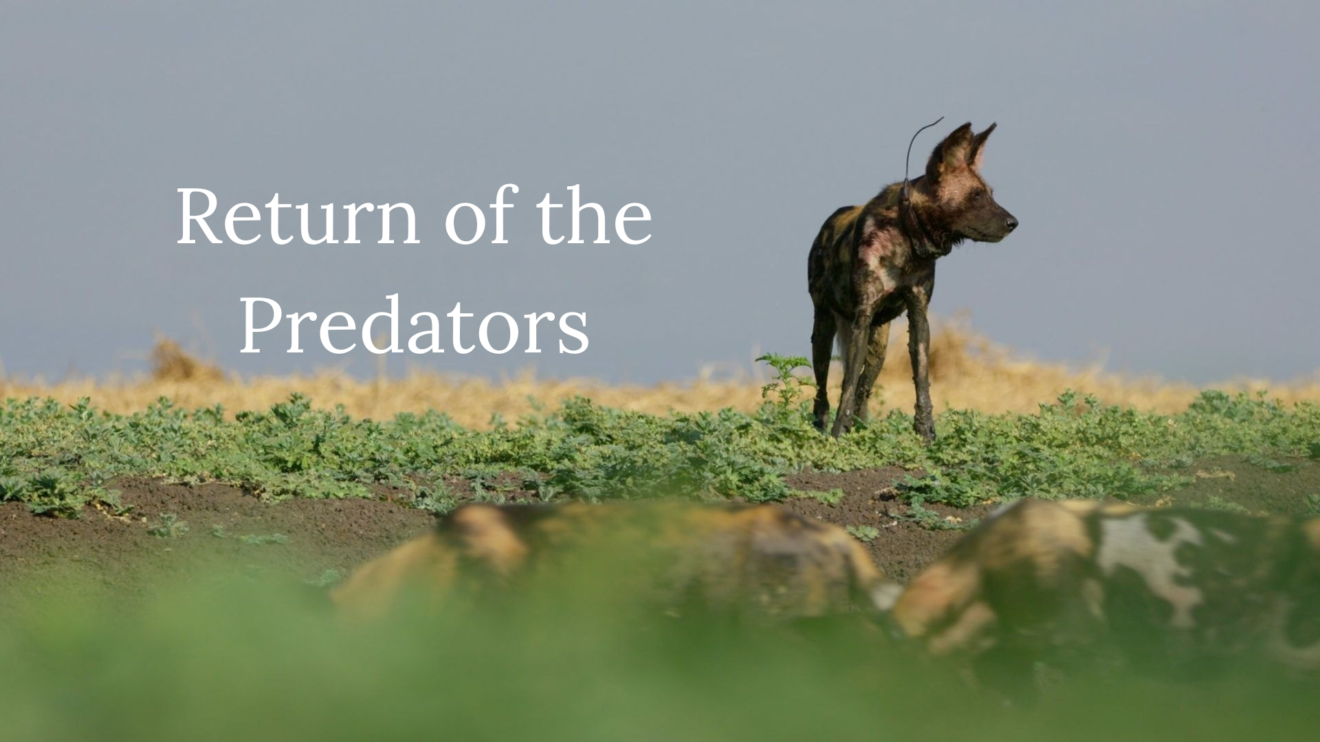 Return of the Predators