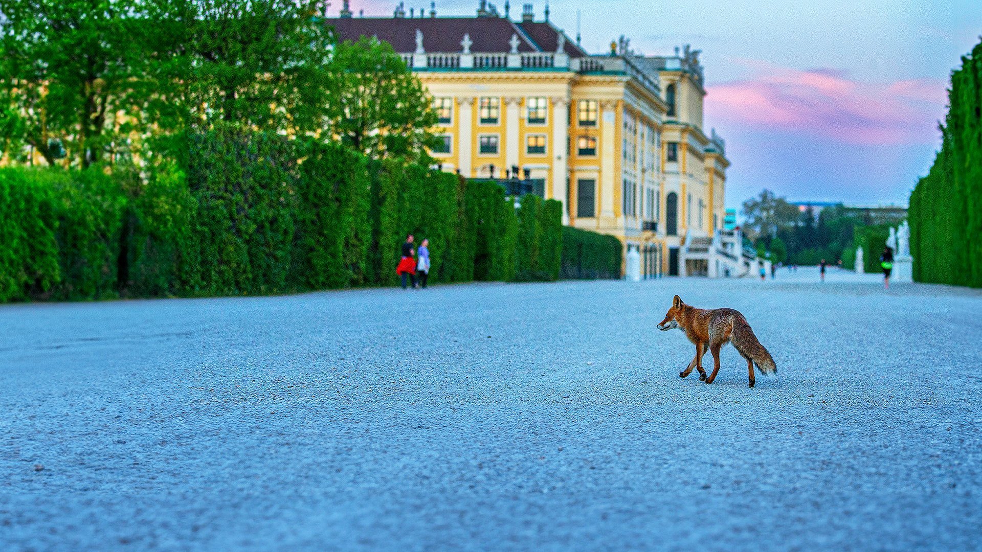 Det vilda Wien