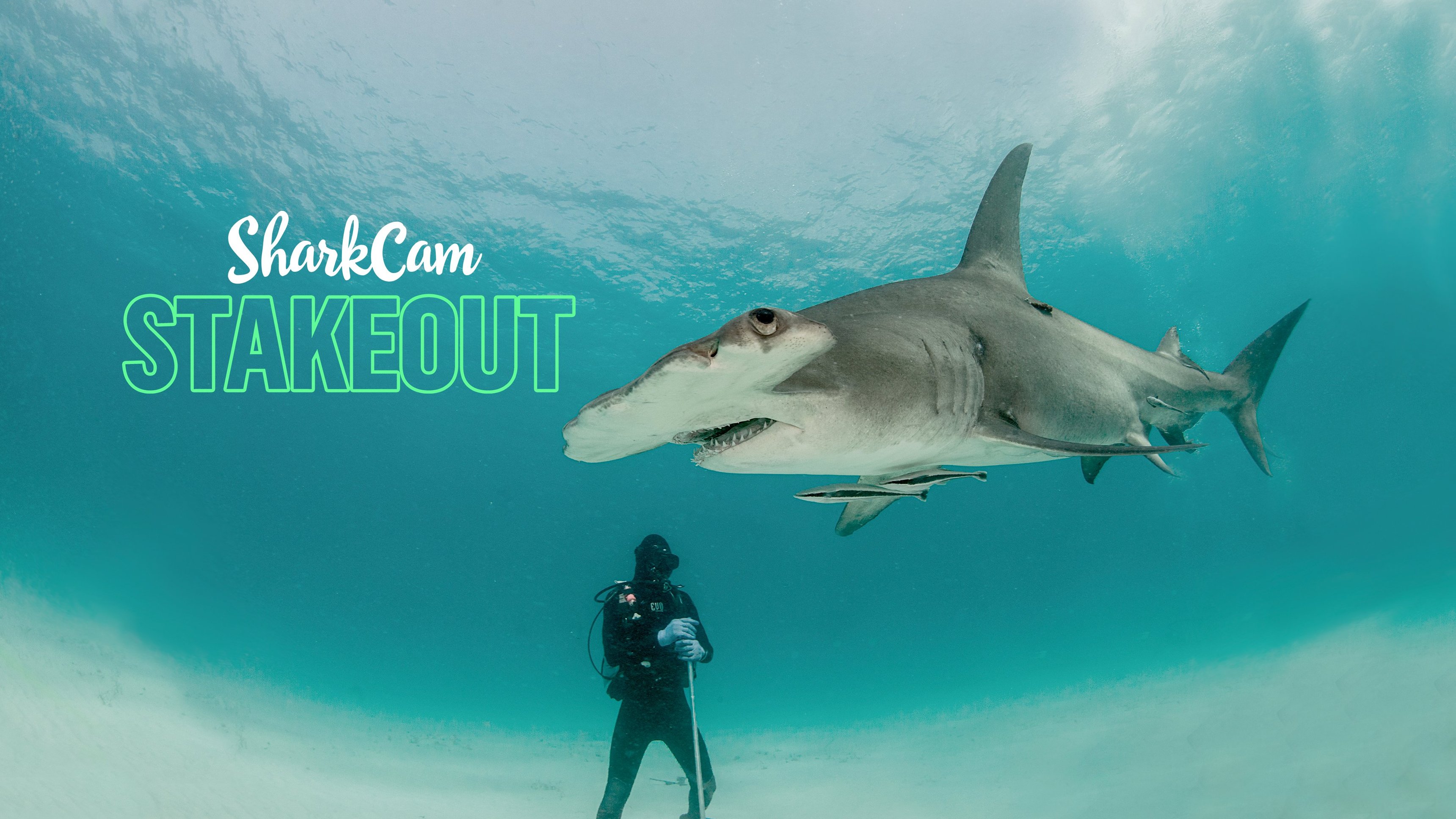 1. SharkCam Stakeout