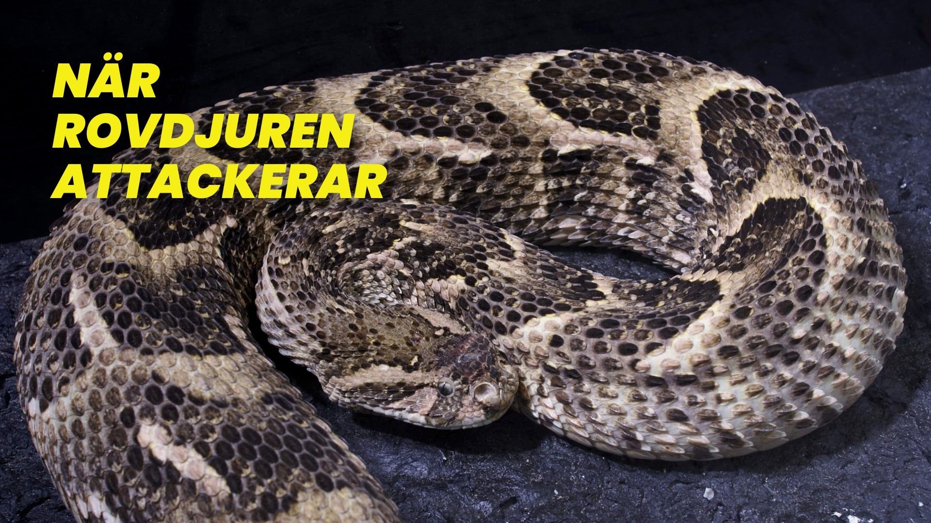 När rovdjuren attackerar