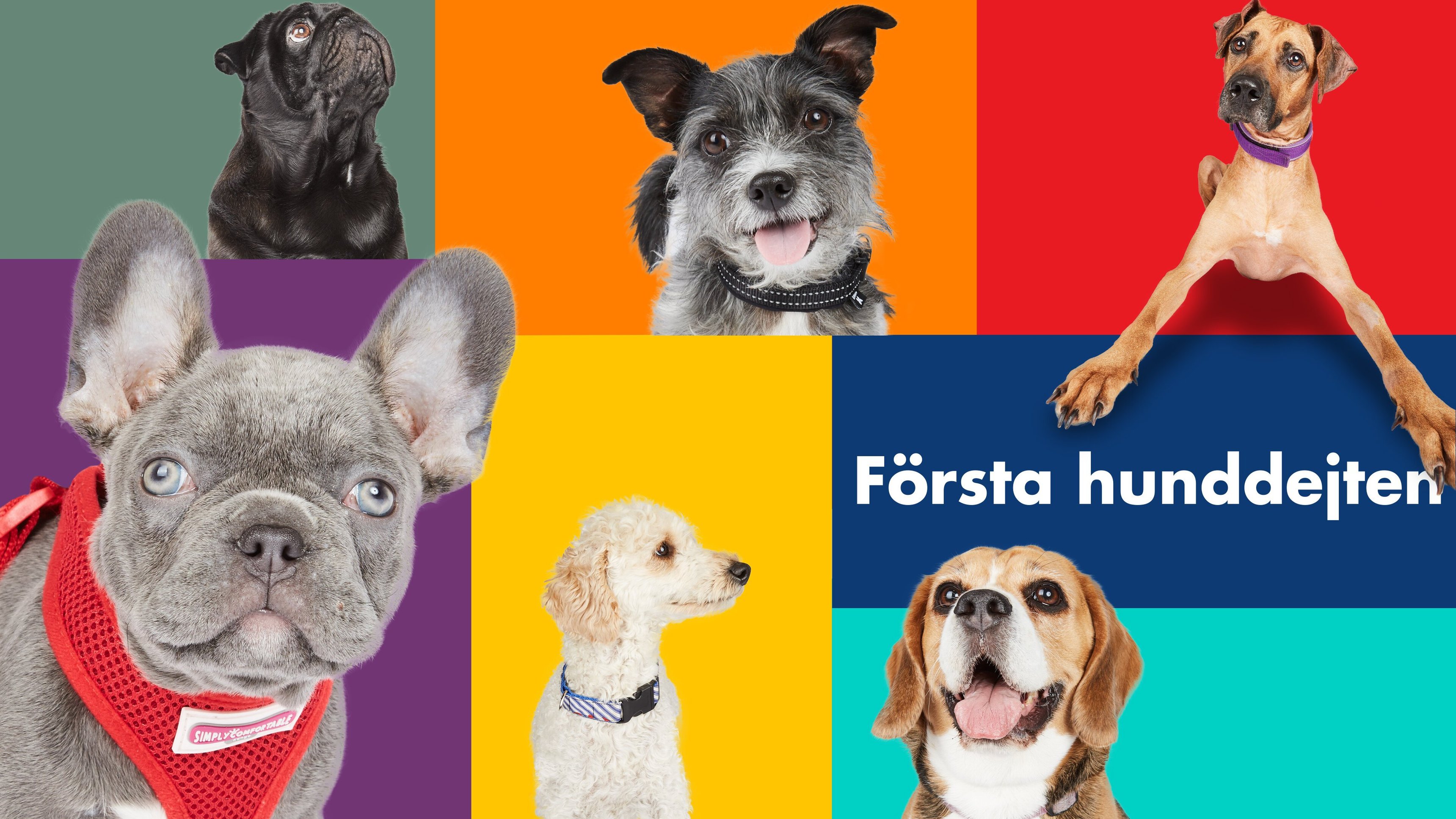 Första hunddejten
