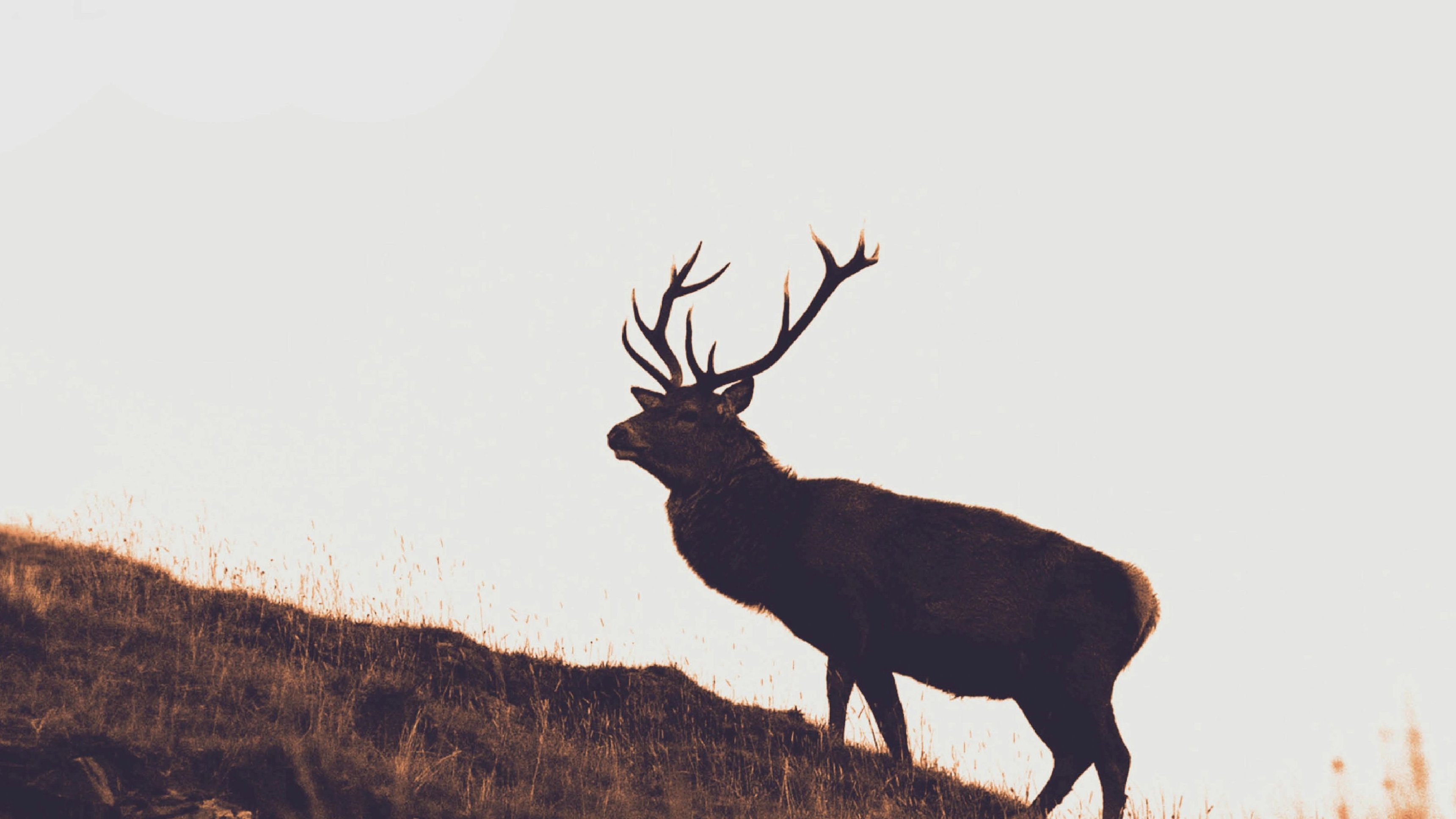 The Cull: Scotland's Deer Dilemma