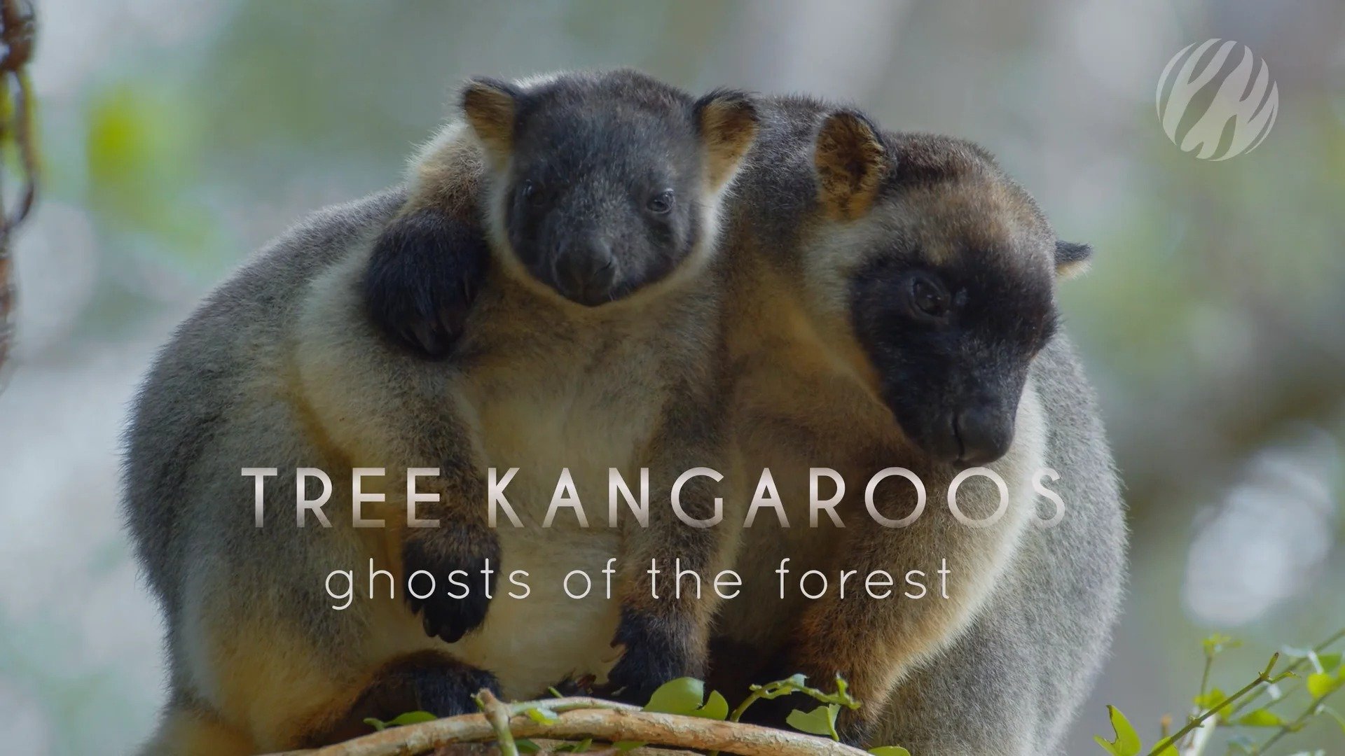 Tree Kangaroos: Ghosts of the Forest