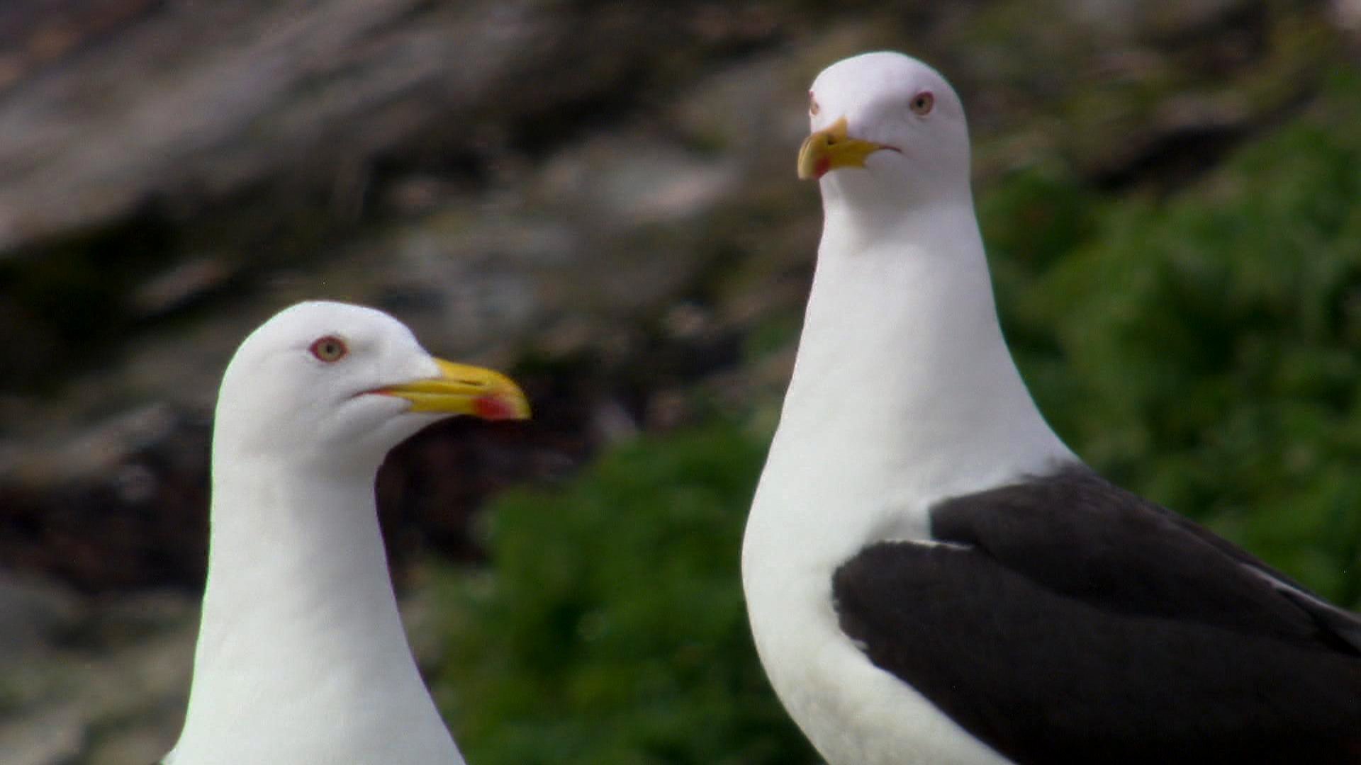 1. Isbjörn, silltrut och vildren
