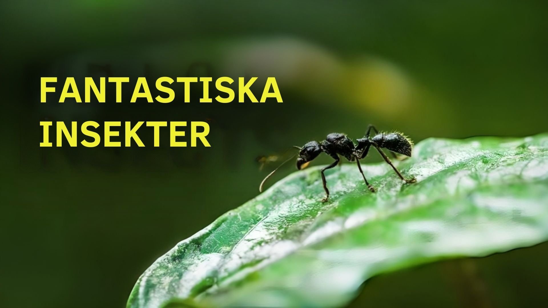 Fantastiska insekter