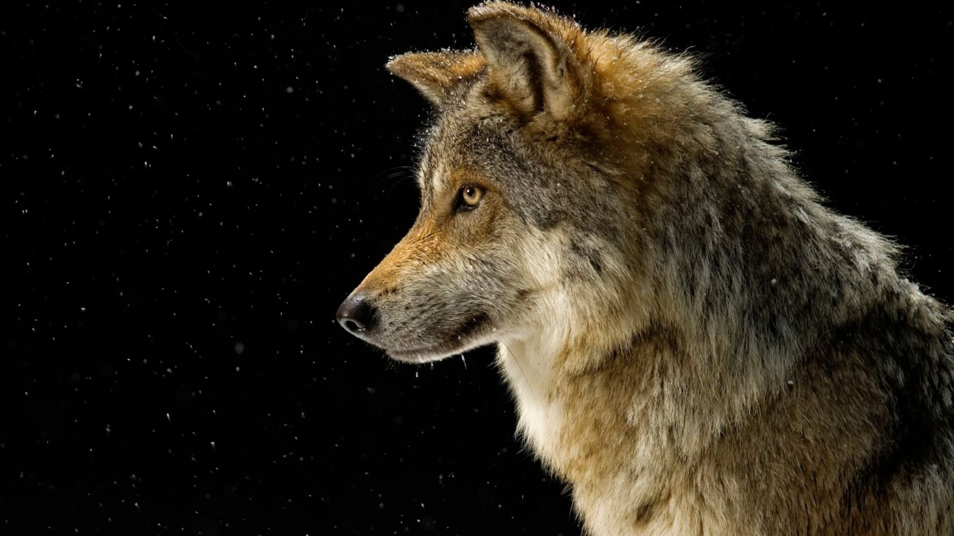 Den svarta vargens uppkomst