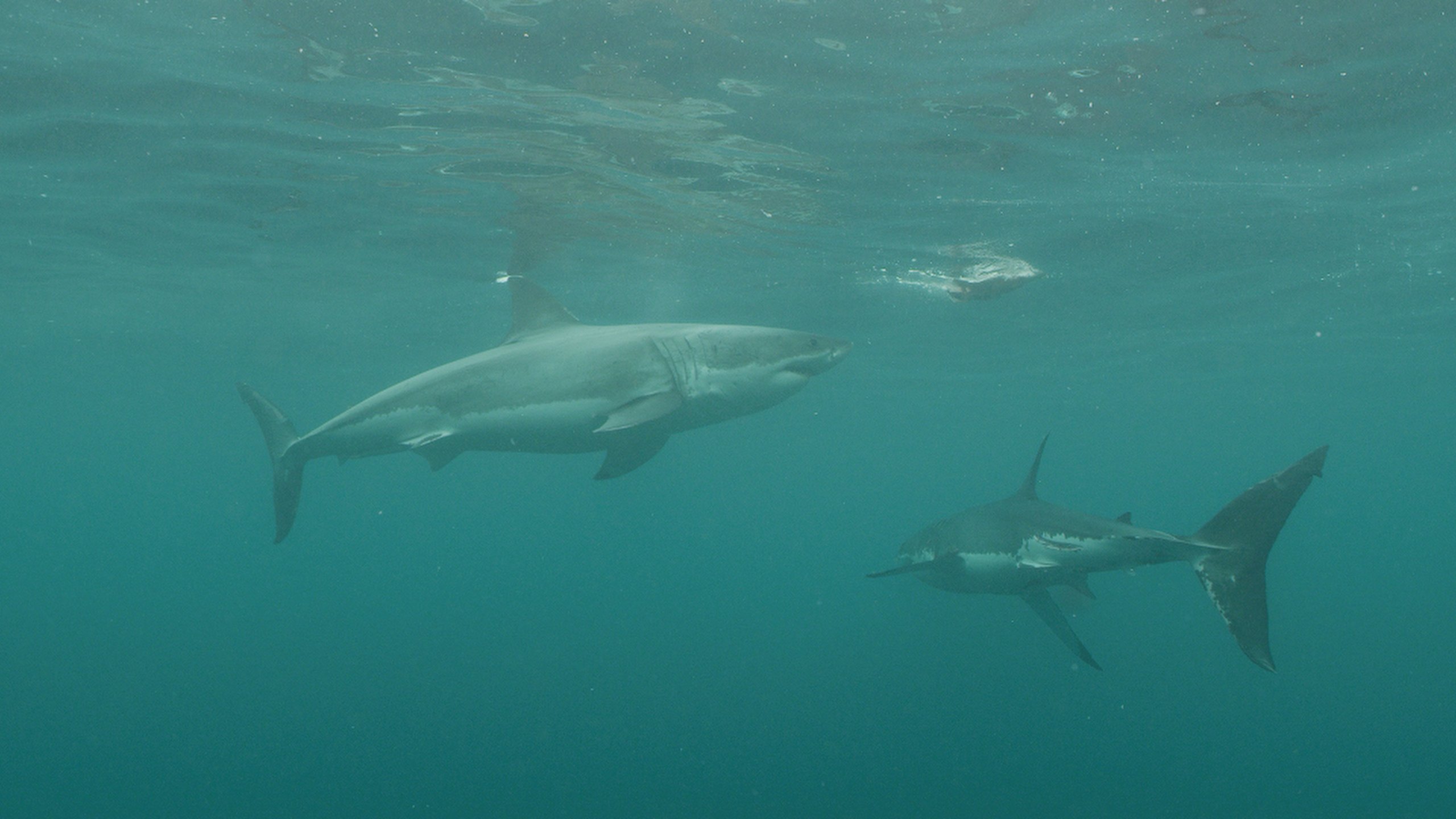 1. Jaws vs. Leviathan