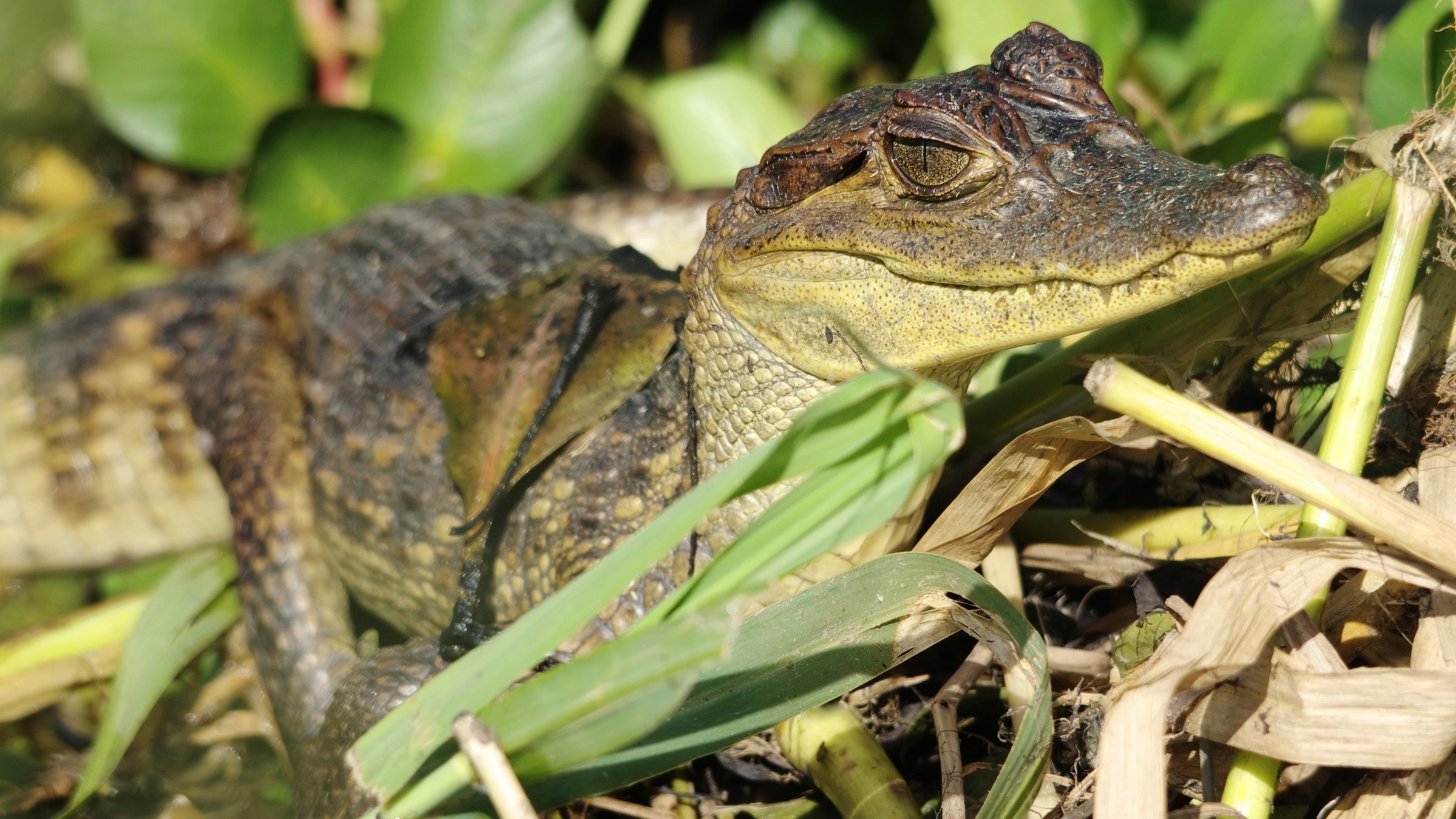 6. Amazon: The Great Flood