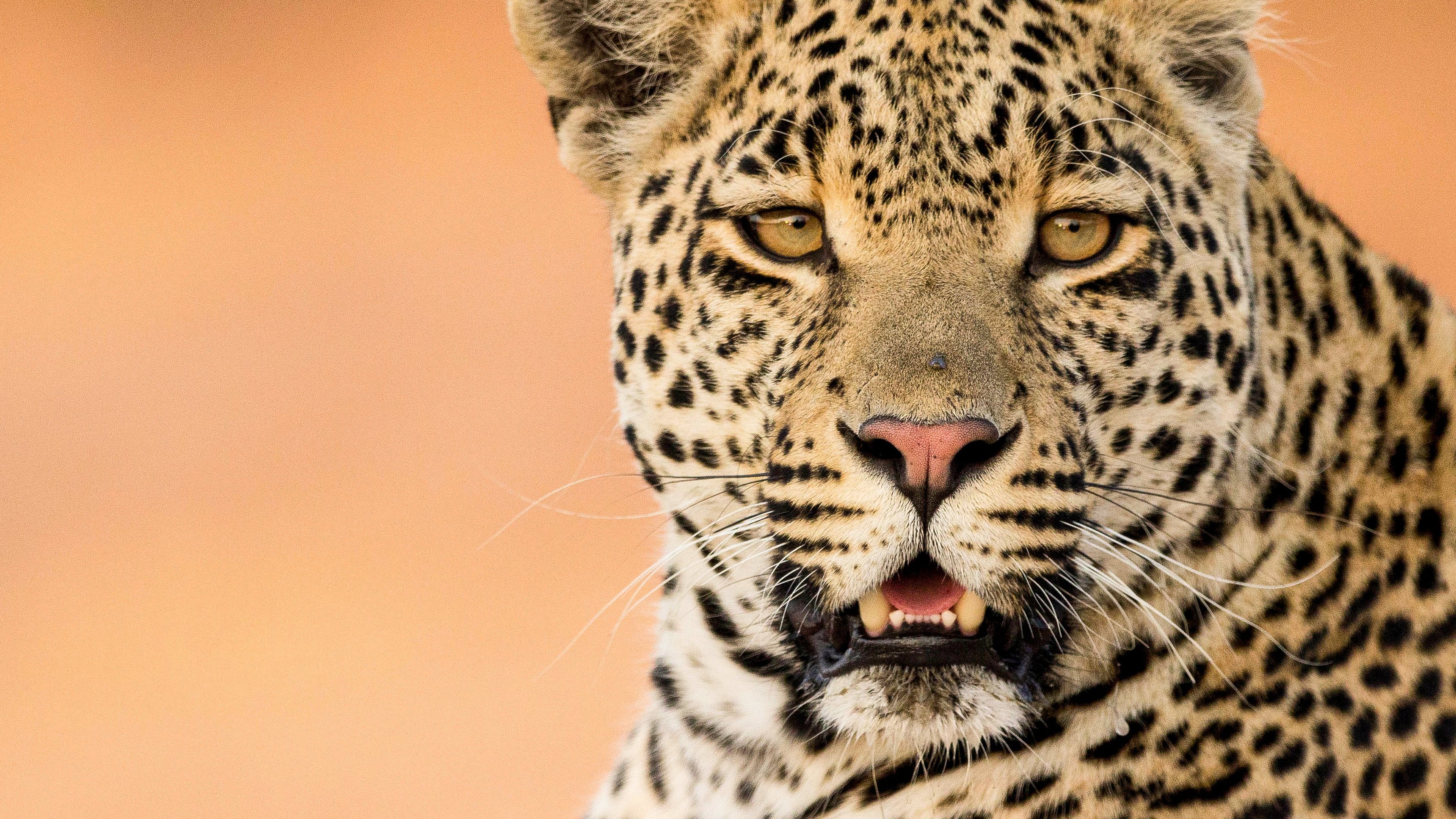 Predator Bloodlines