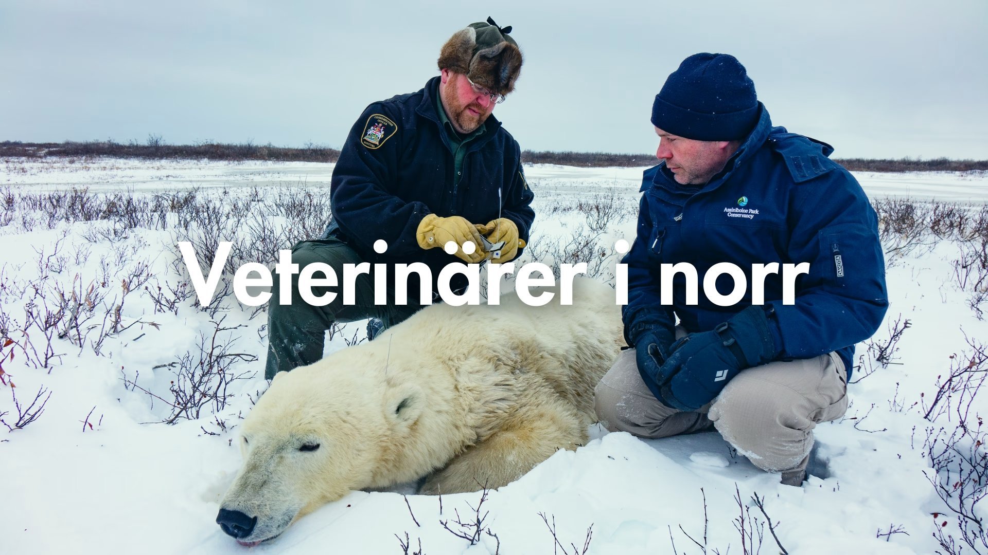 Veterinärer i norr
