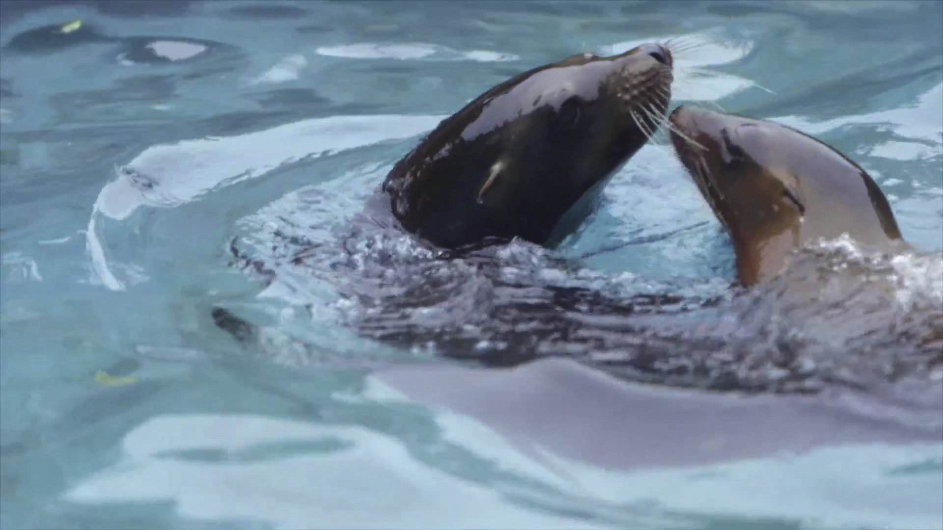 2. A Sea Lion Pup Grows Up