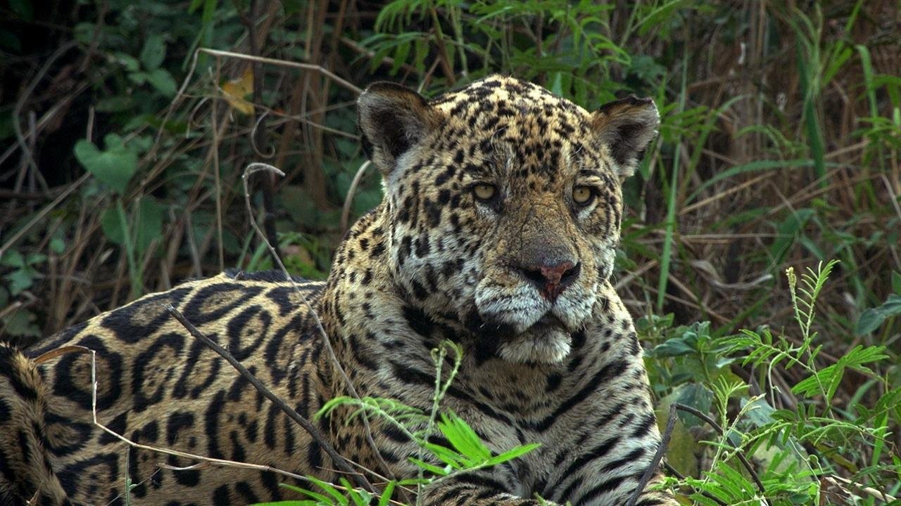 Jaguarer mot krokodiler
