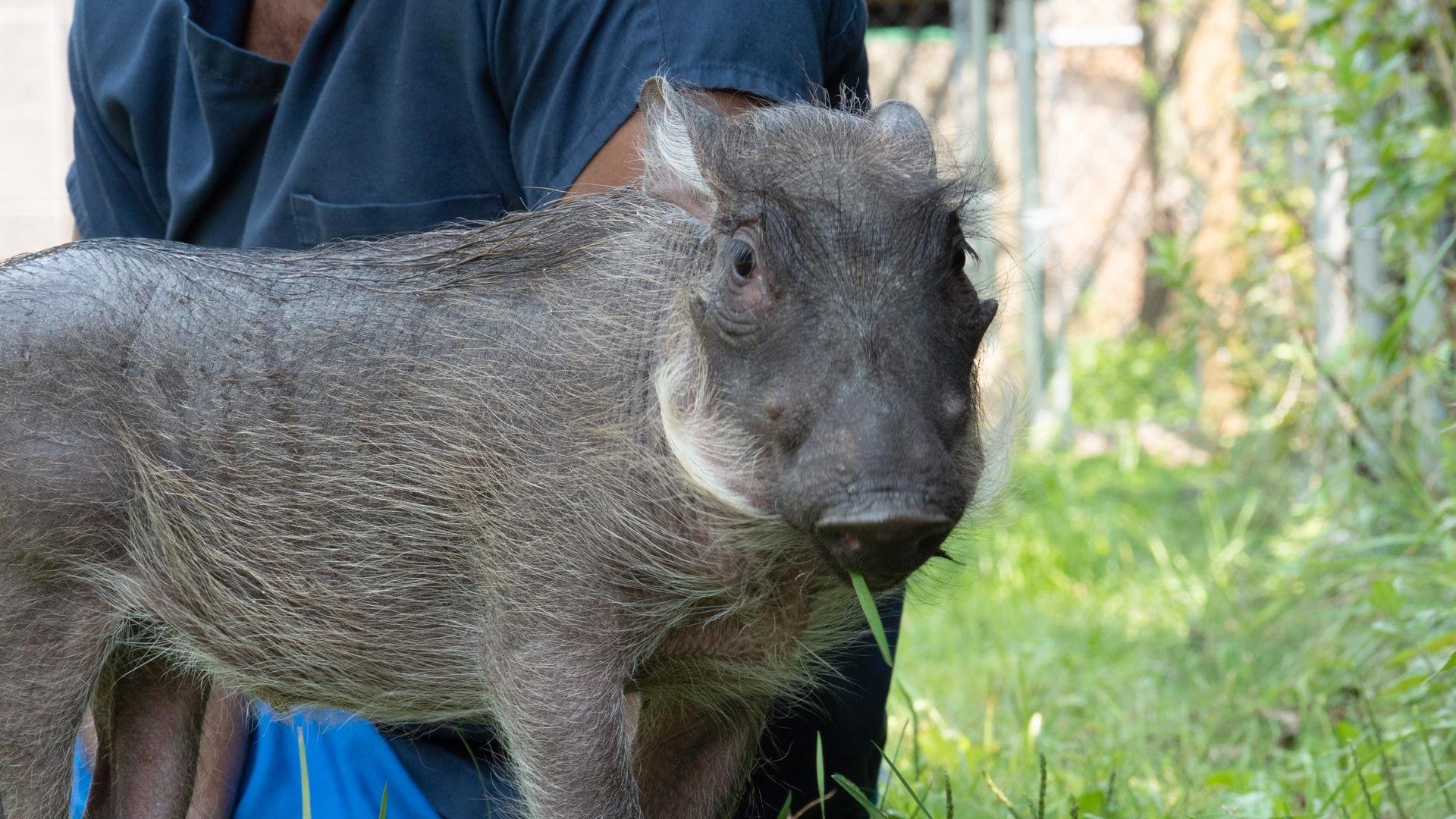 7. A Warthog Named Peaches