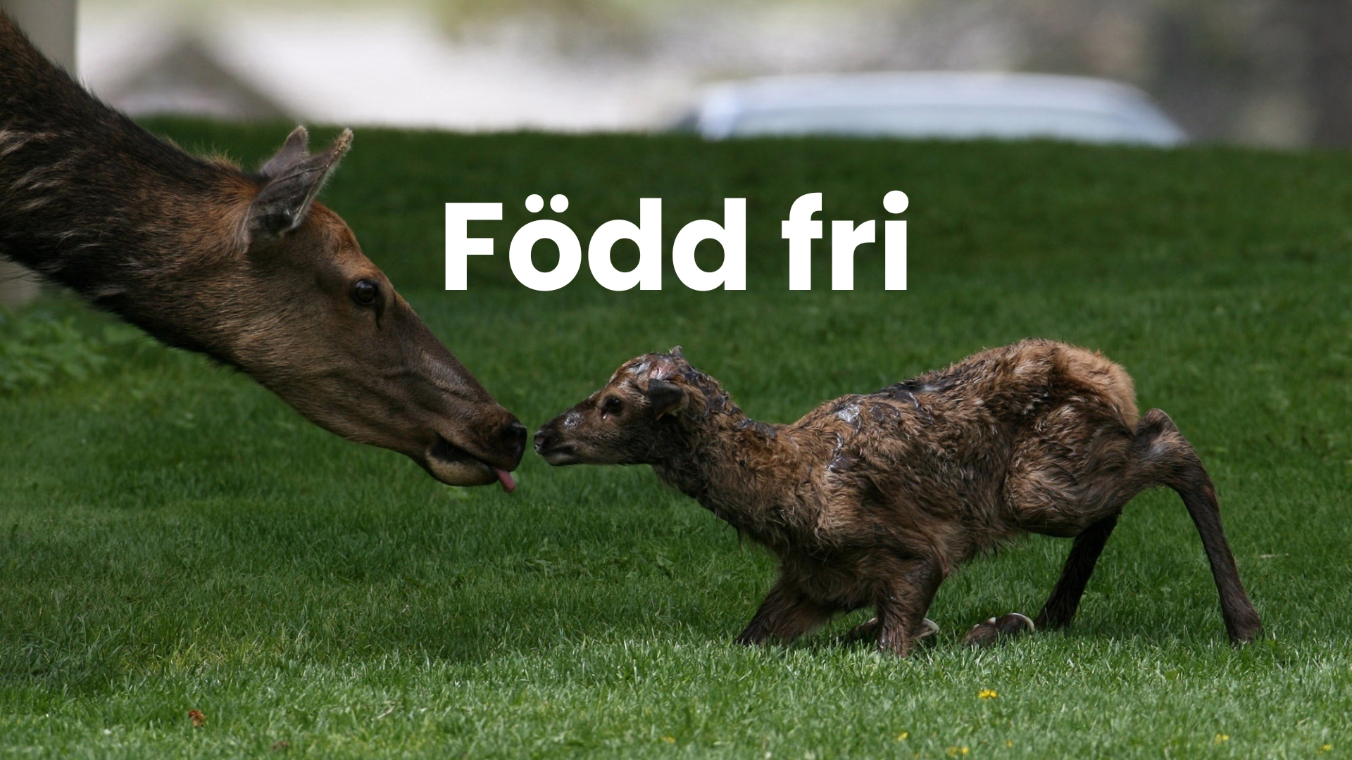 Född fri