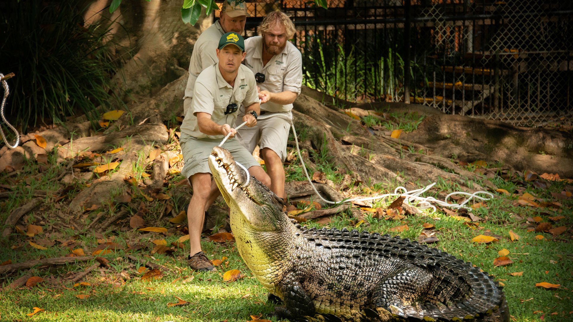 5. Crocodile Love Story