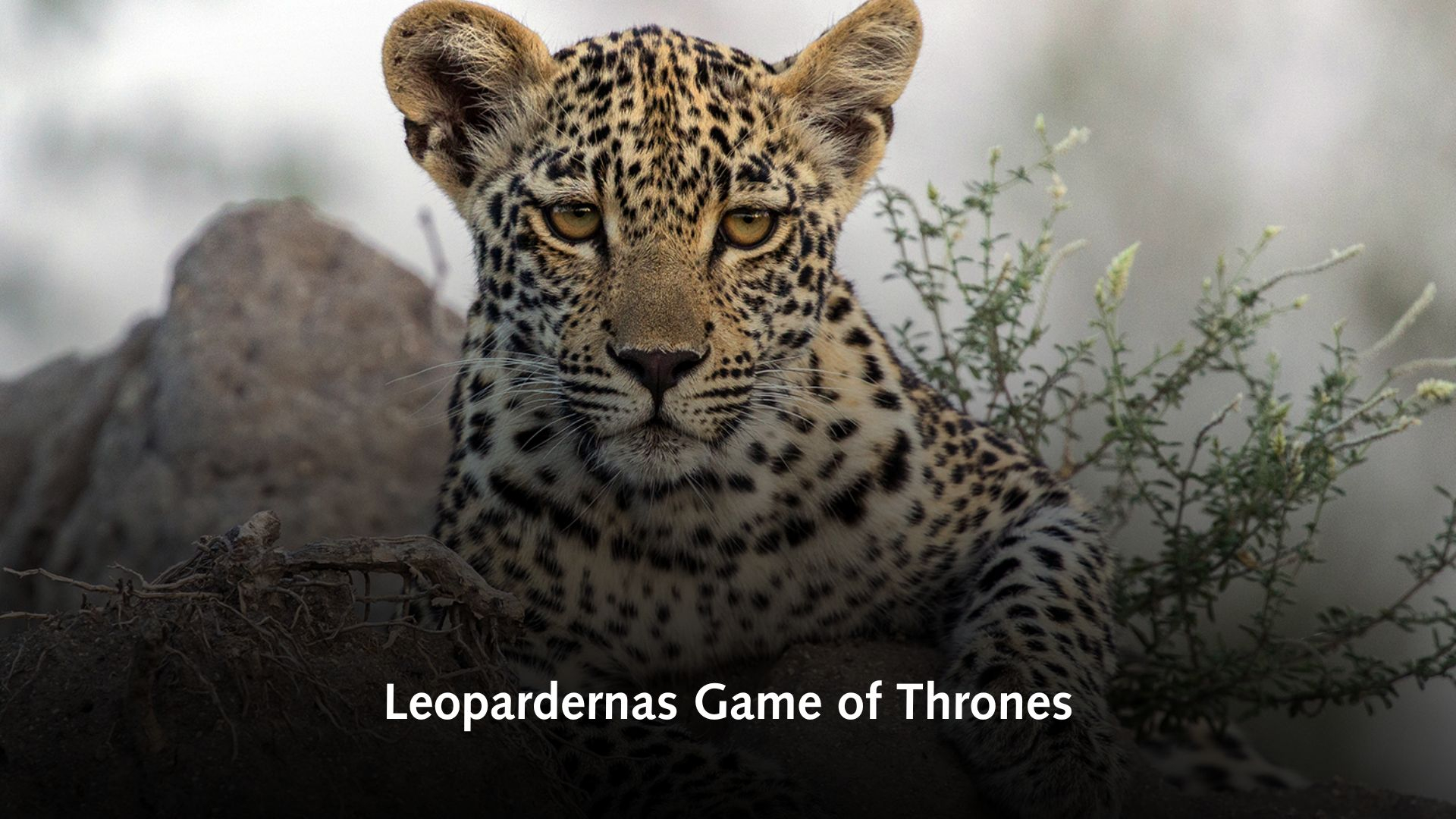 Leopardernas Game of Thrones