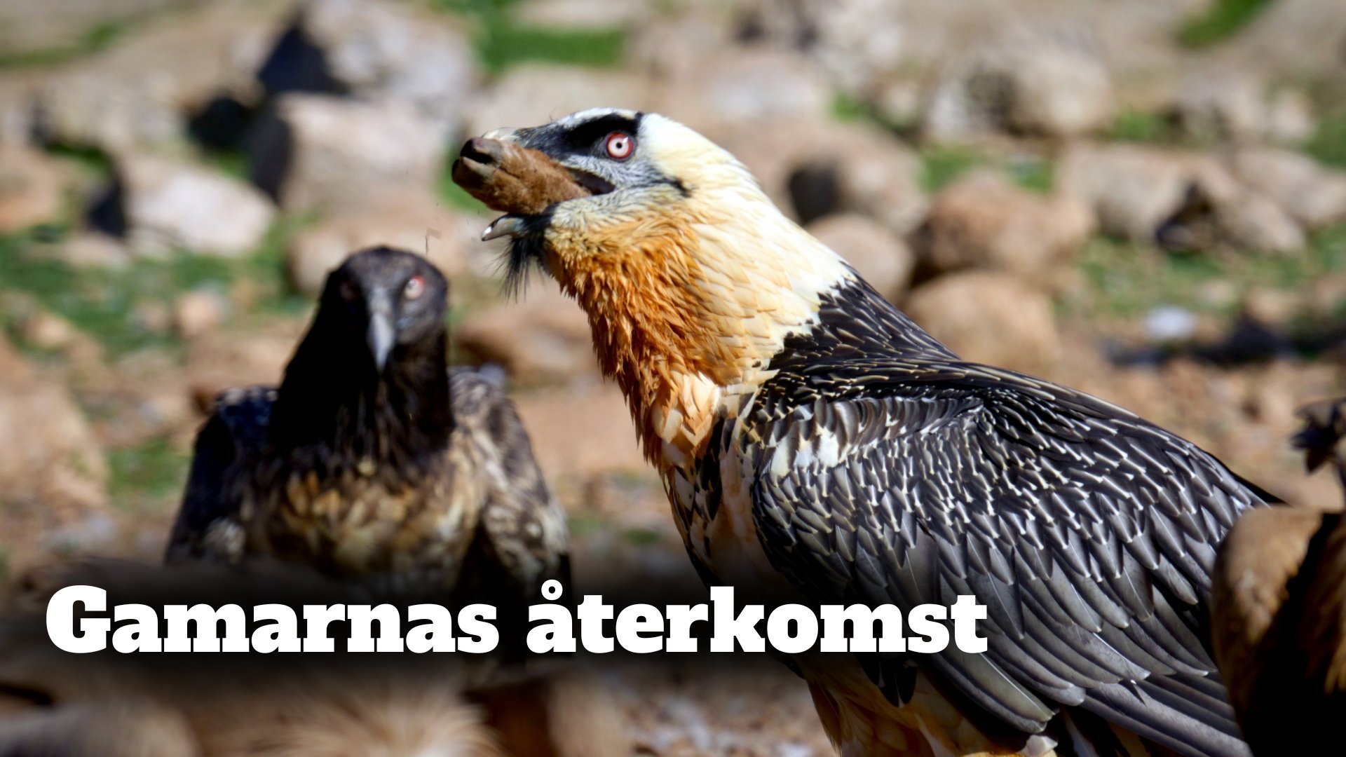 Gamarnas återkomst