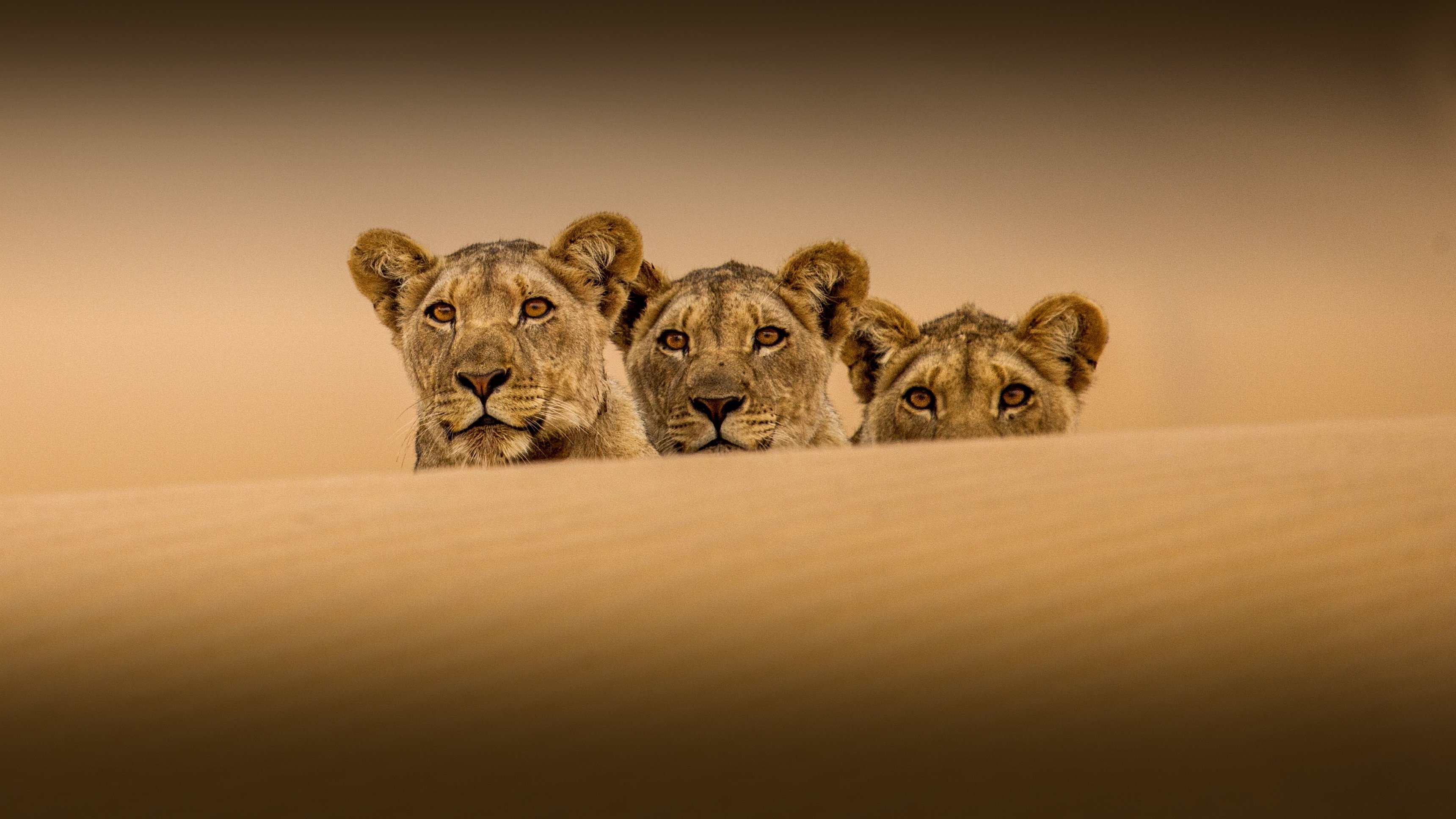 Världens natur: Ökenlejonens osannolika överlevnad