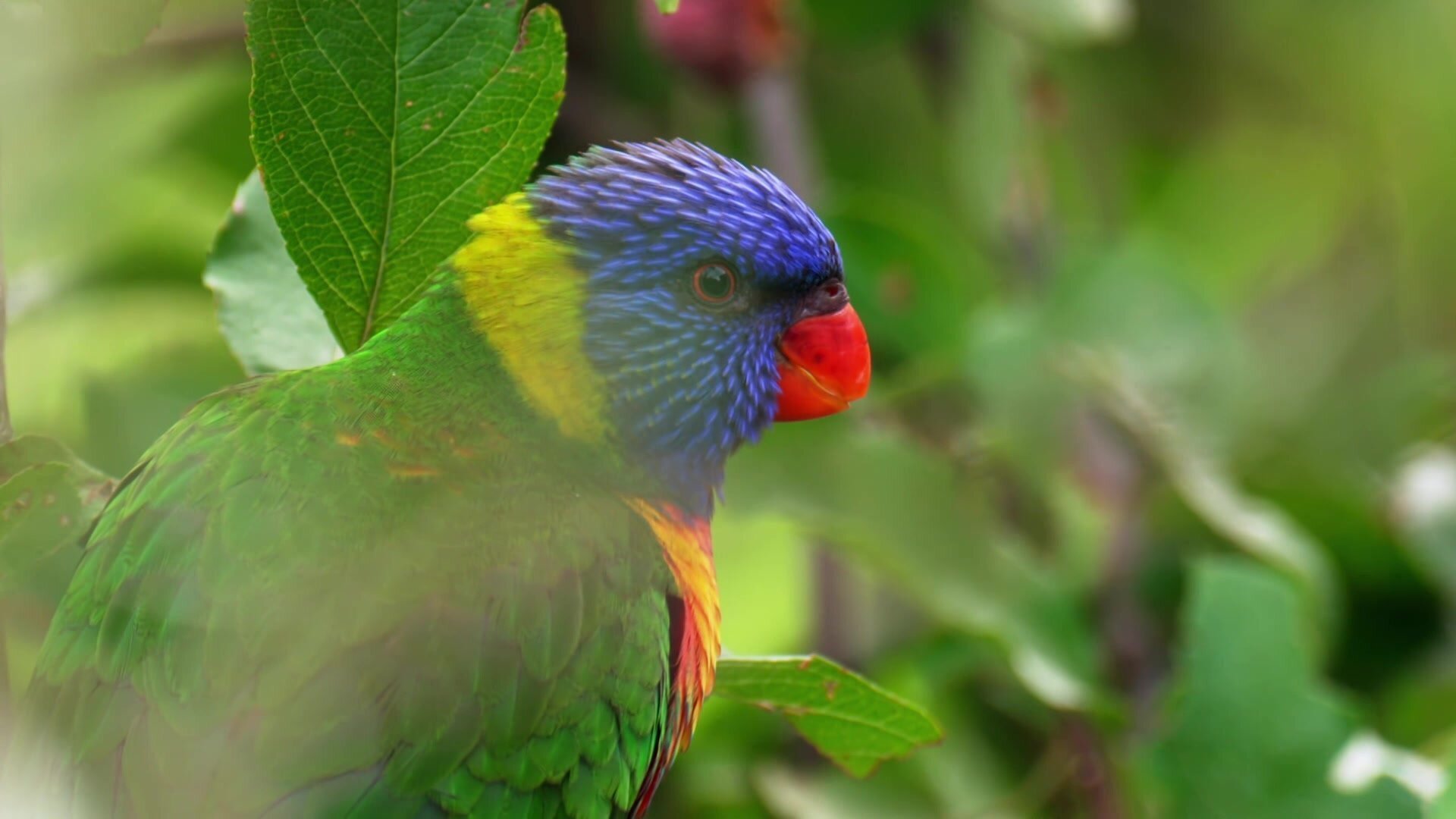 28. Australiens mästerkock