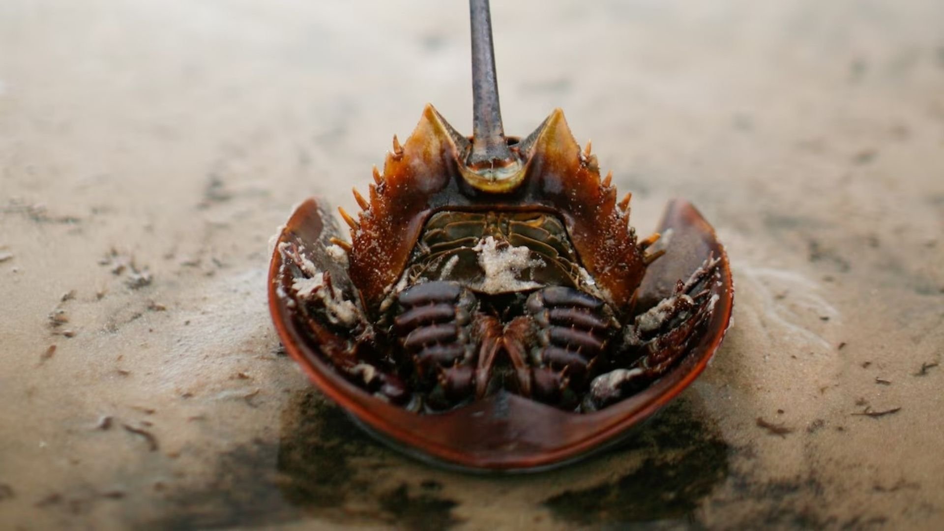 Krabban från rymden