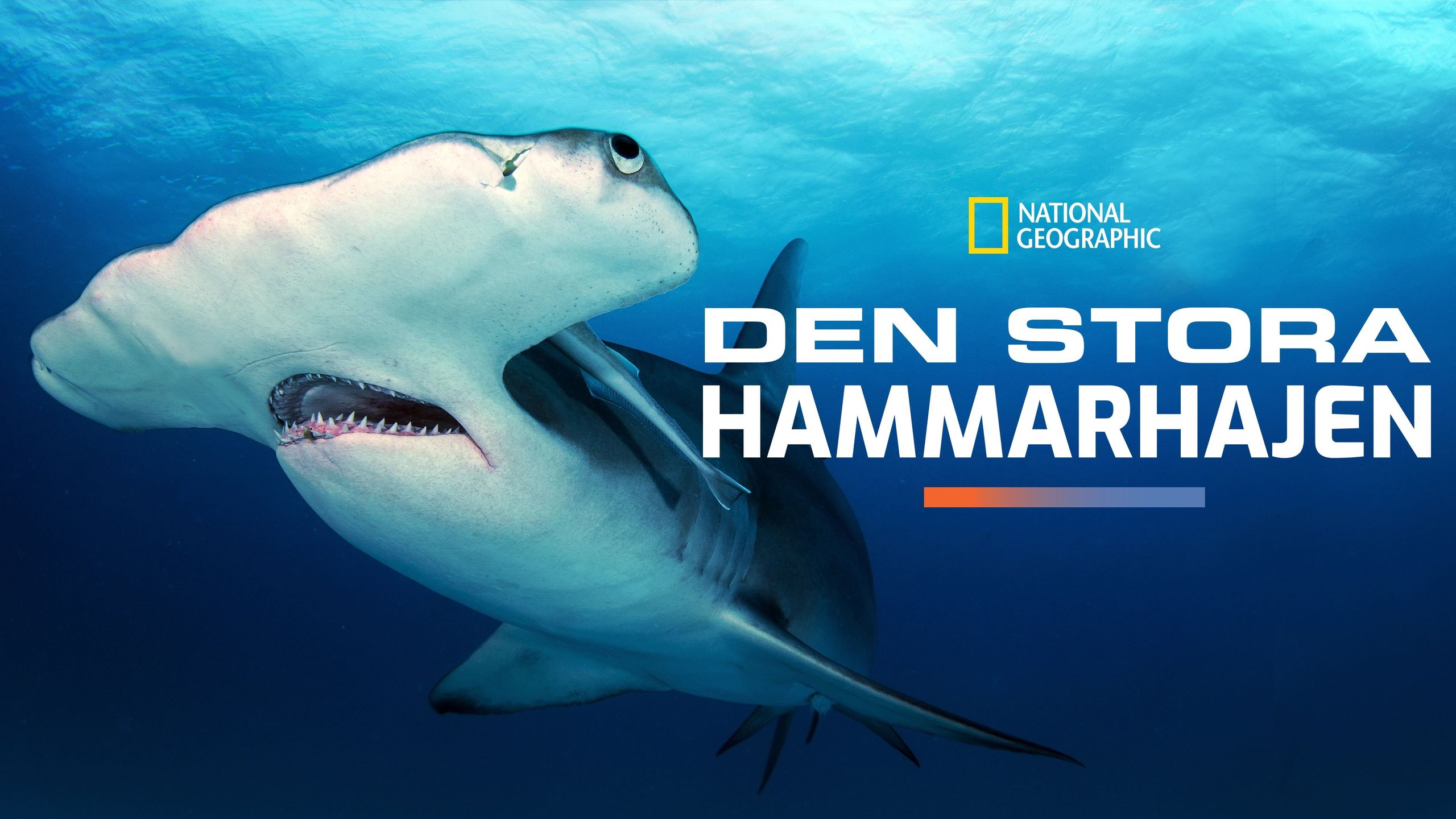 Den stora hammarhajen