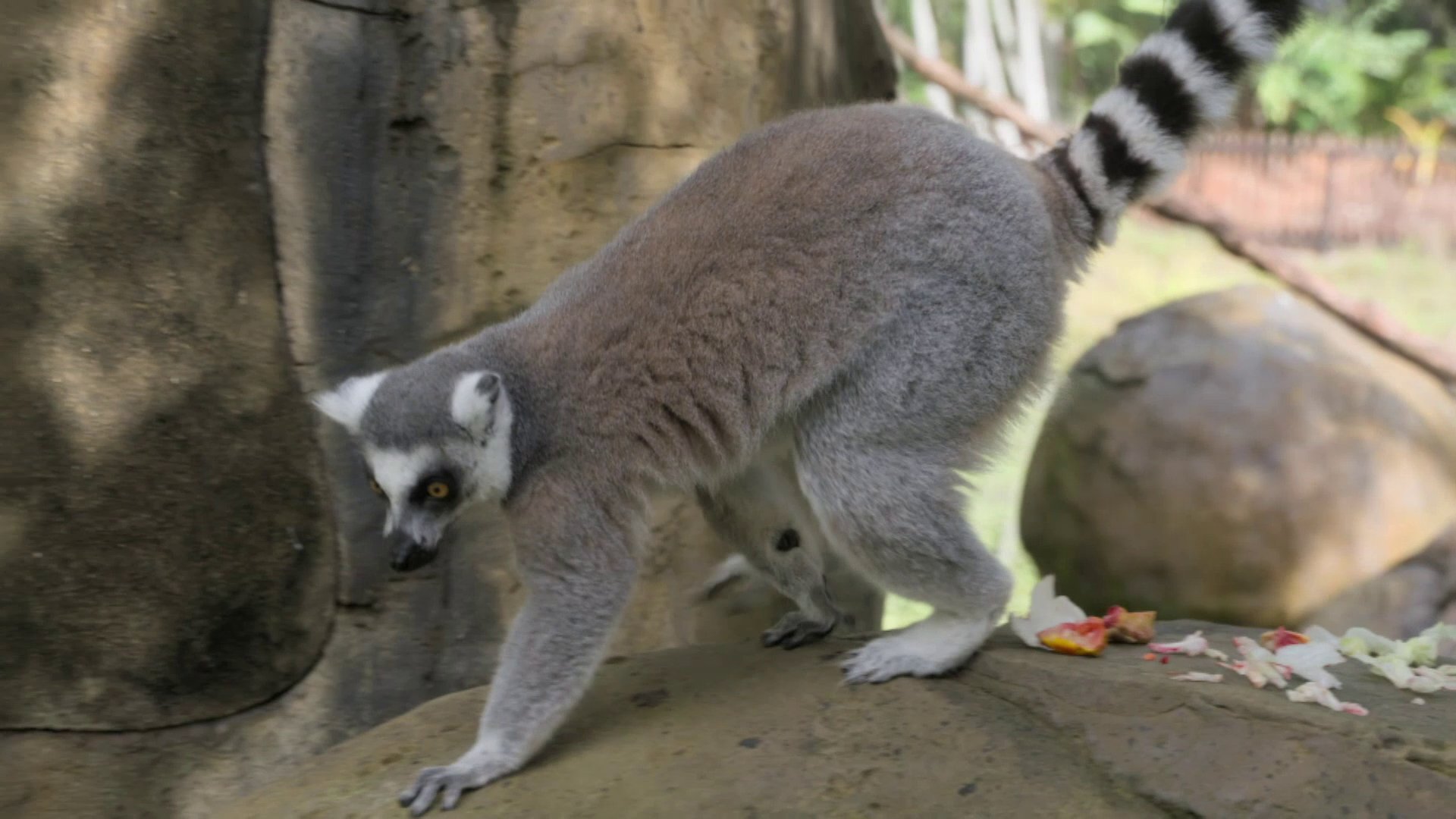 5. Bindi's Lemur Island