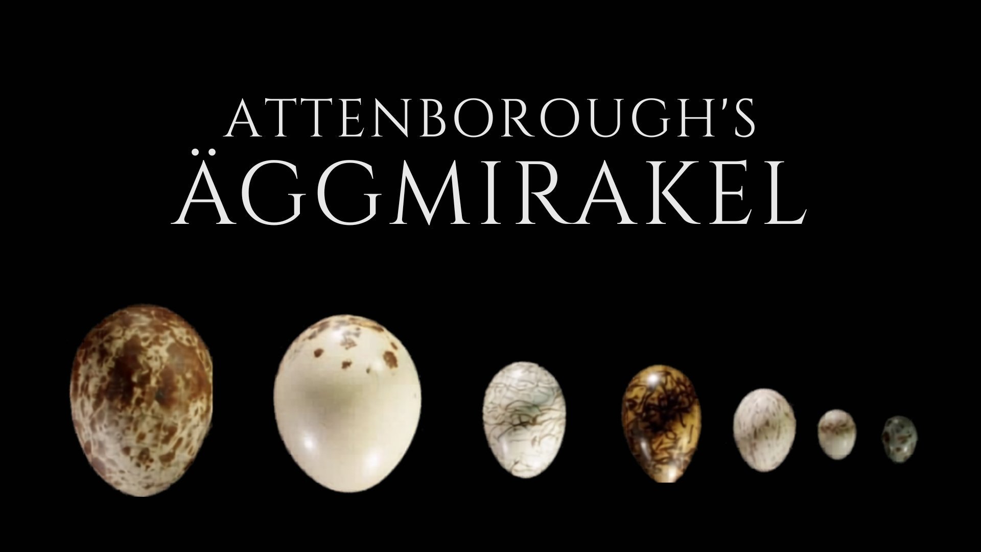 Attenboroughs äggmirakel