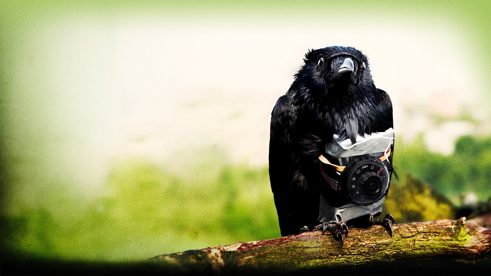 Four lions