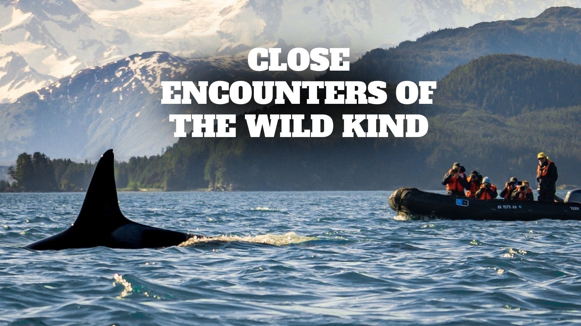 Close Encounters of the Wild Kind