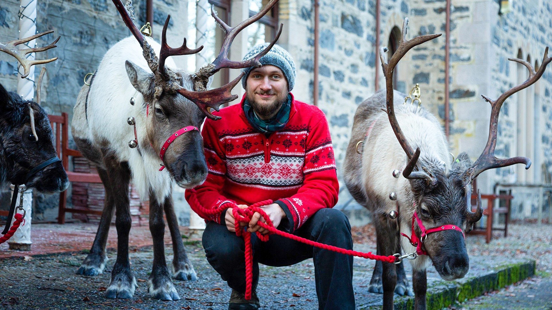 En renkalvs första jul