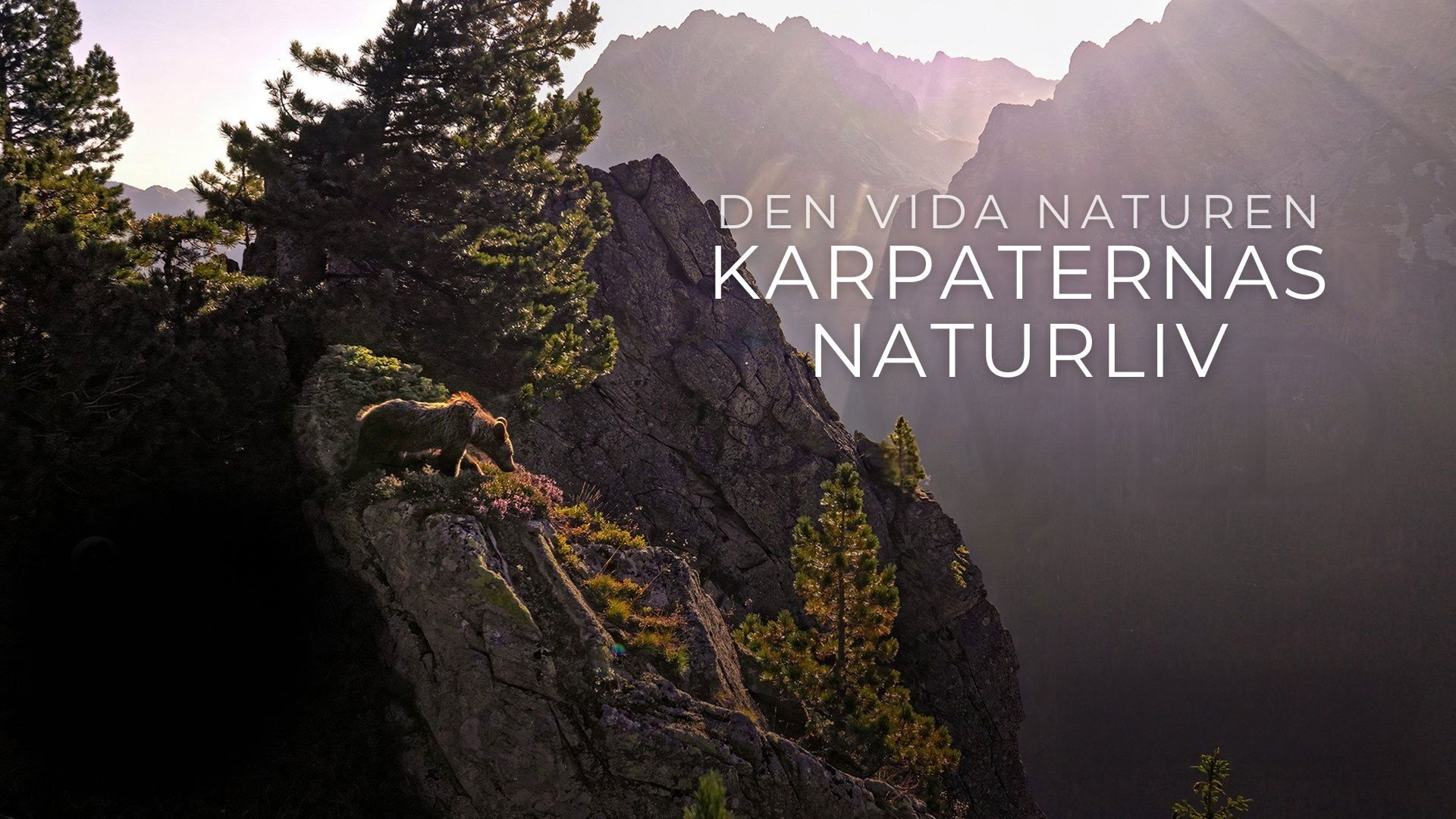 Den vida naturen: Karpaternas naturliv
