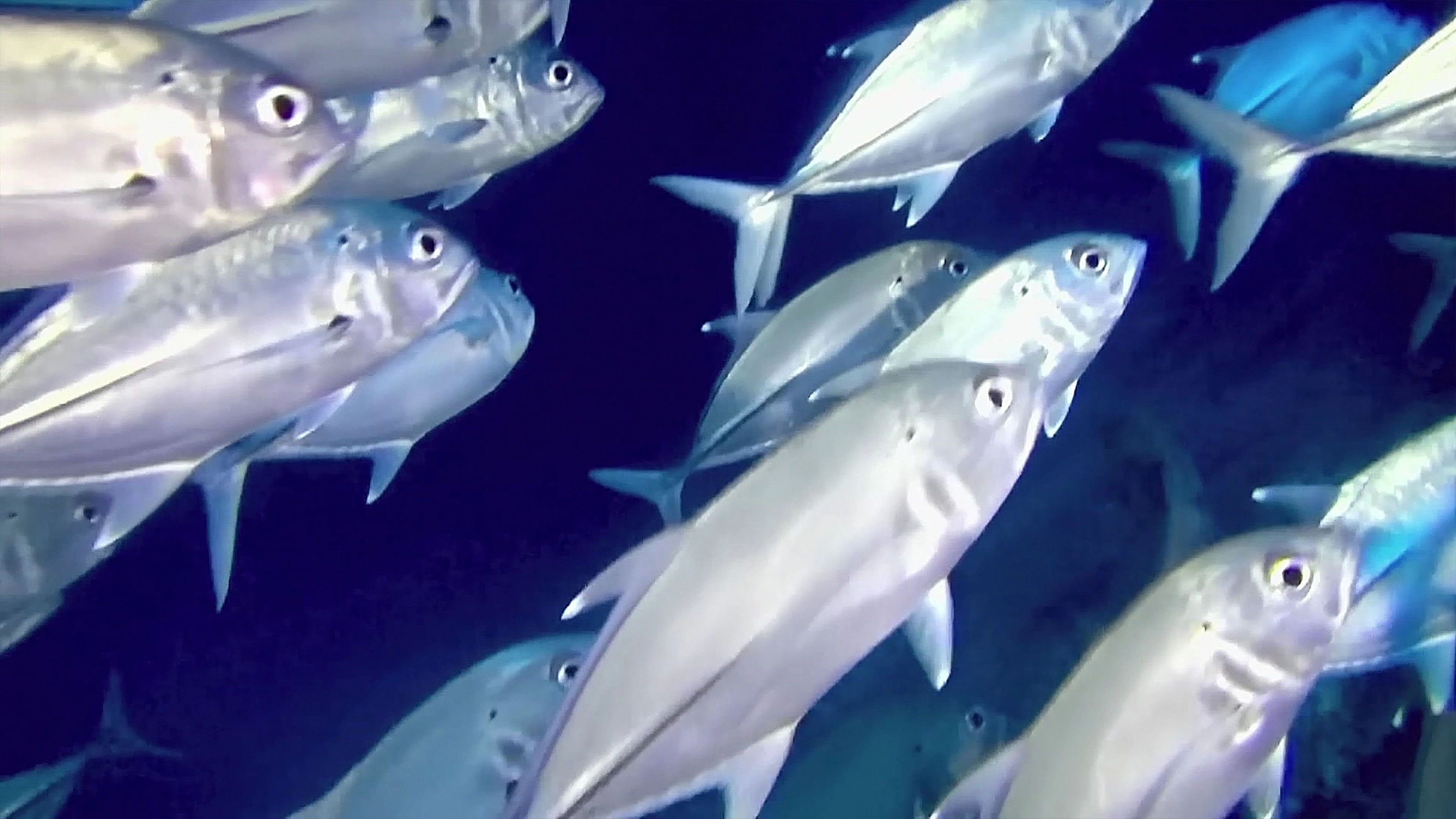 Coral Reef 3D: Magic of the Indo Pacific