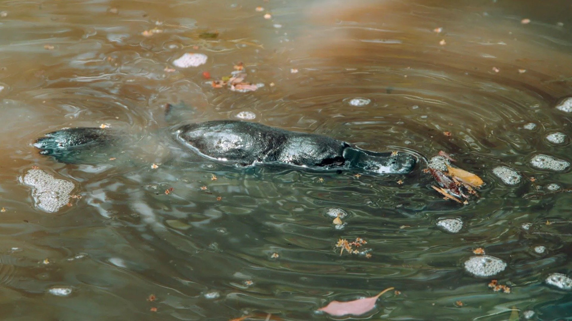 9. Rivers of Life