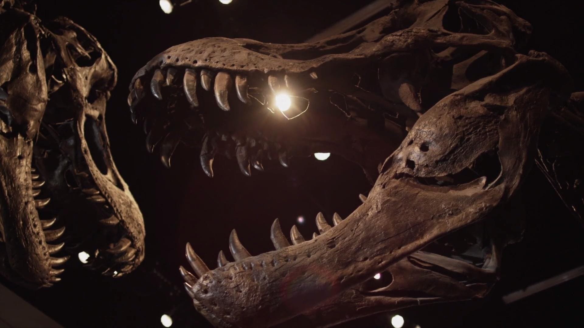 The Rise & Fall of T-Rex
