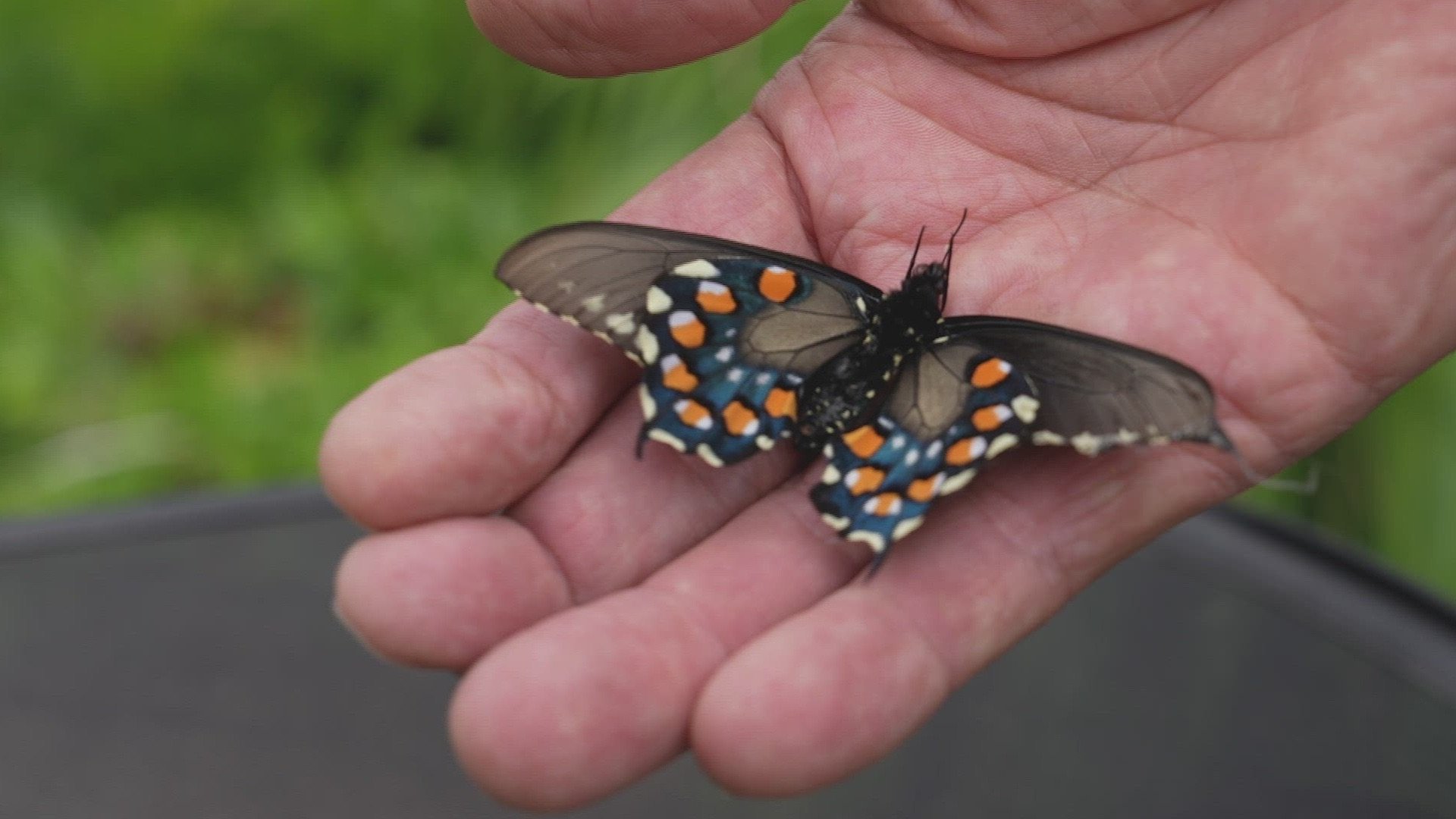 6. The Butterfly Keeper