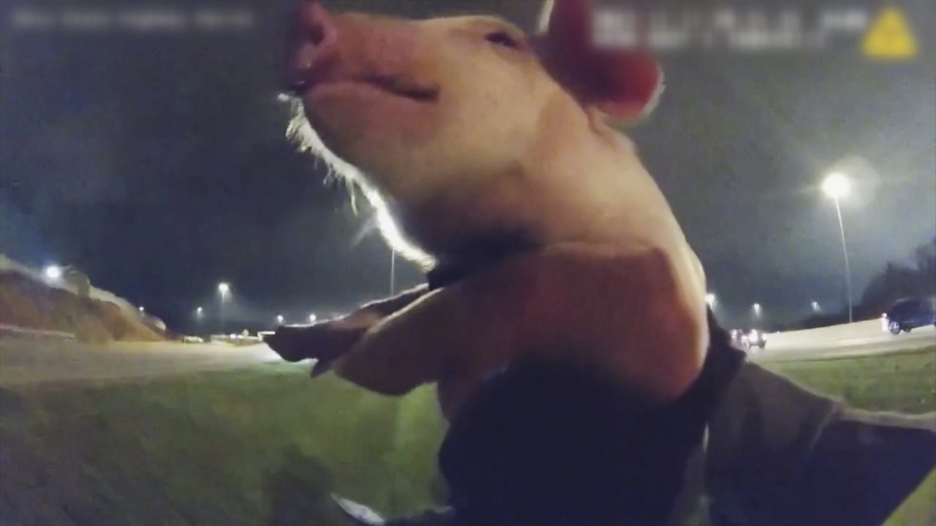 2. Pigs on the Highway