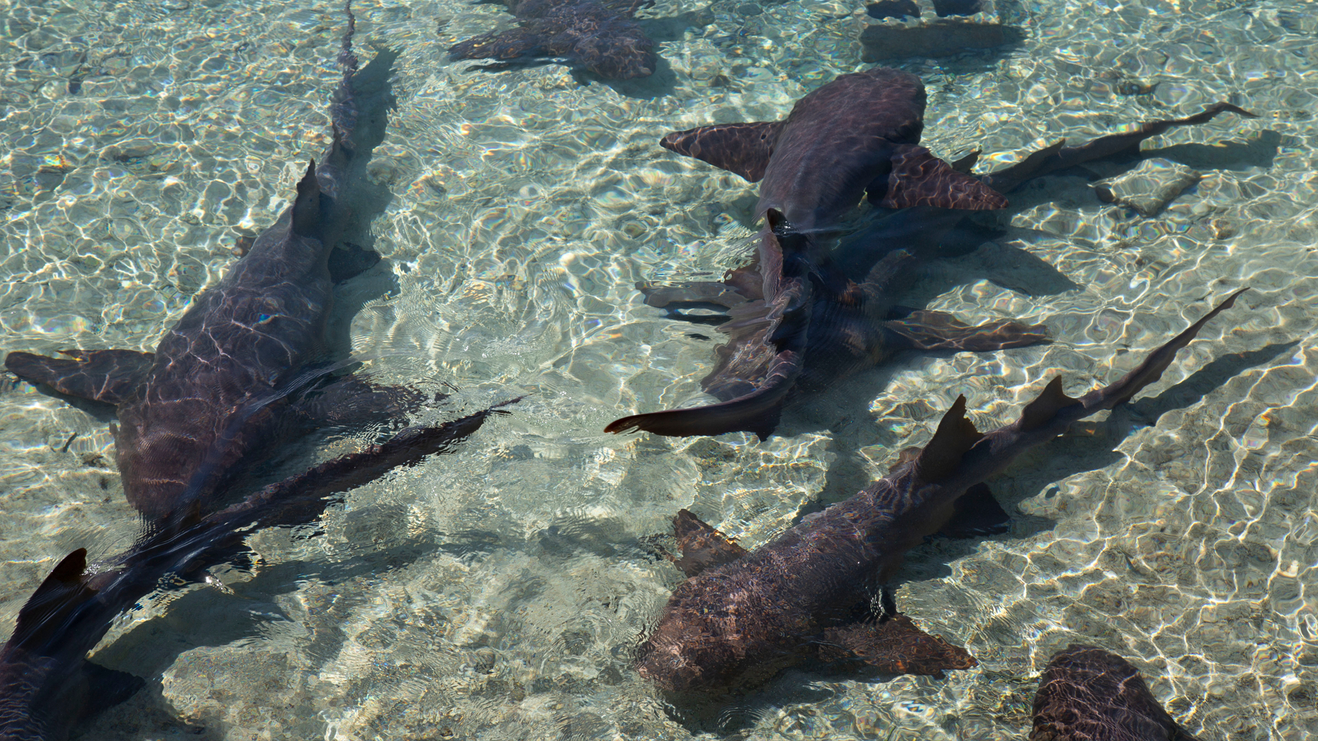 6. Sharks Gone Rogue